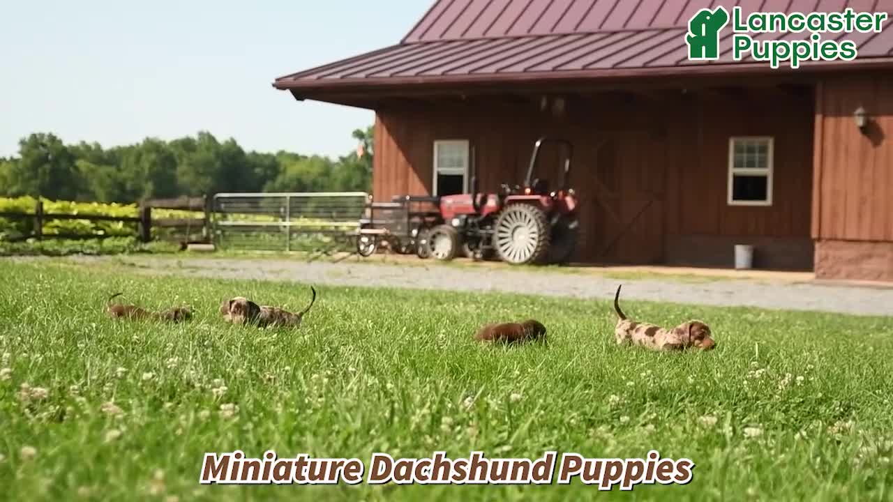 Miniature Dachshund dogs for sale: Dahlia - Video 1