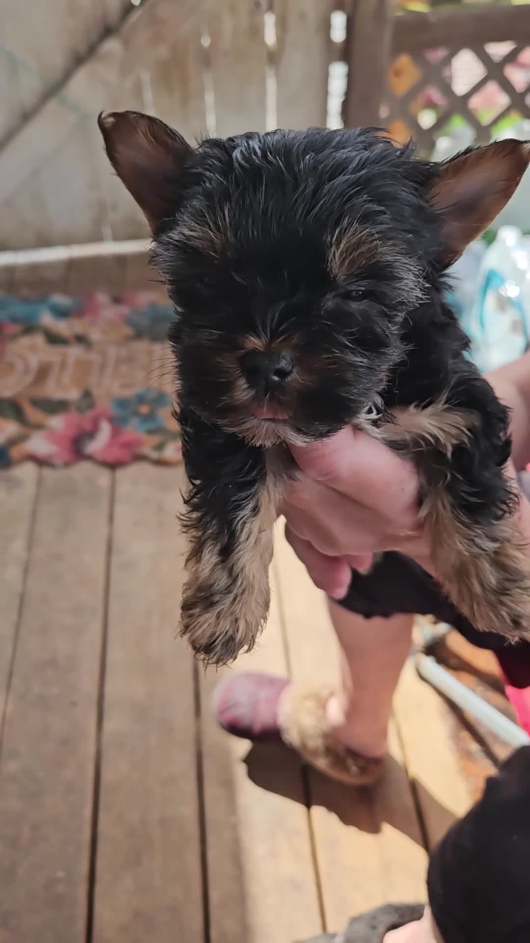 Yorkshire Terrier dogs for sale: Luna - Video 1