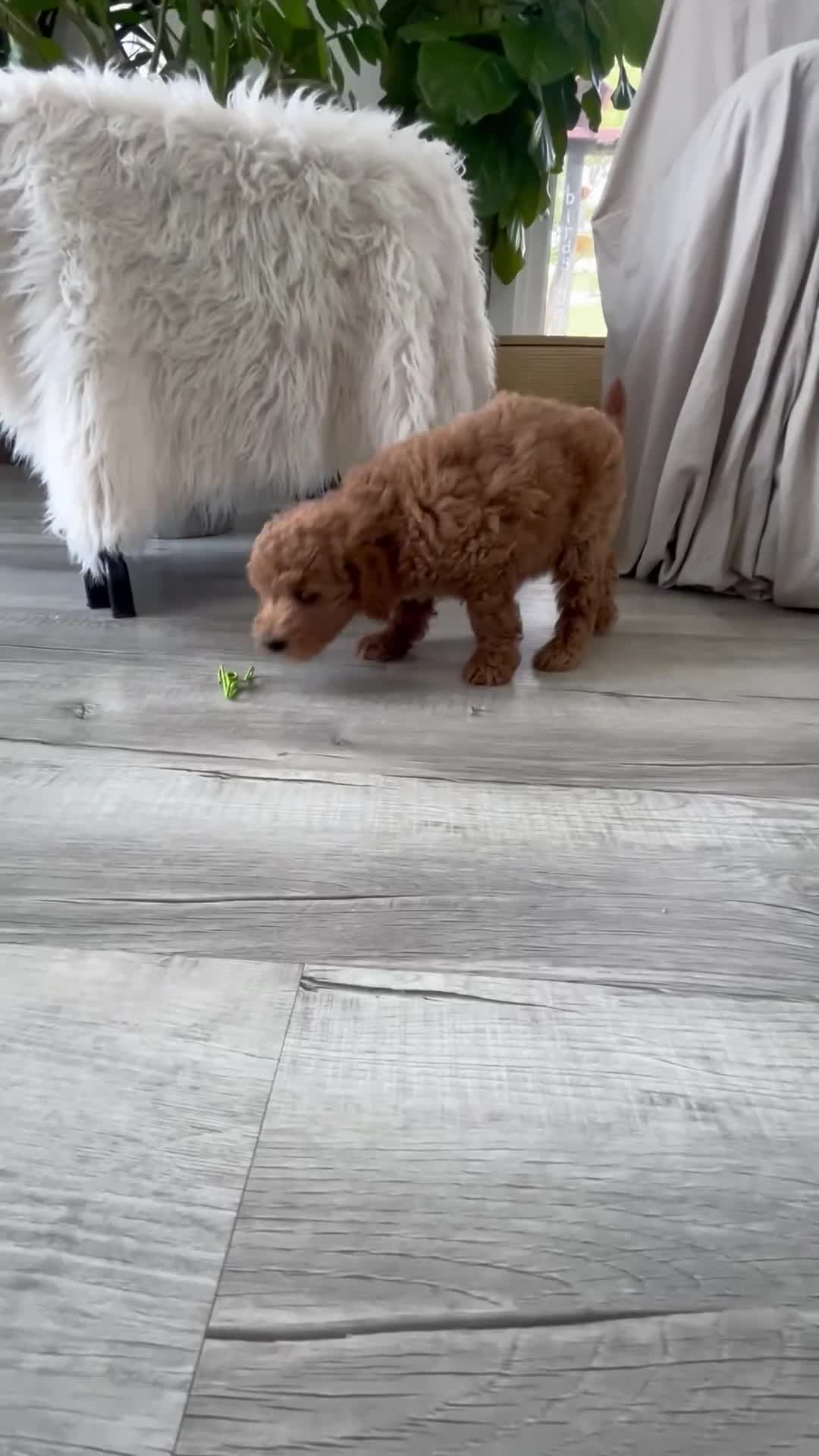 Mini Goldendoodle dogs for sale: Cassia  - Video 1