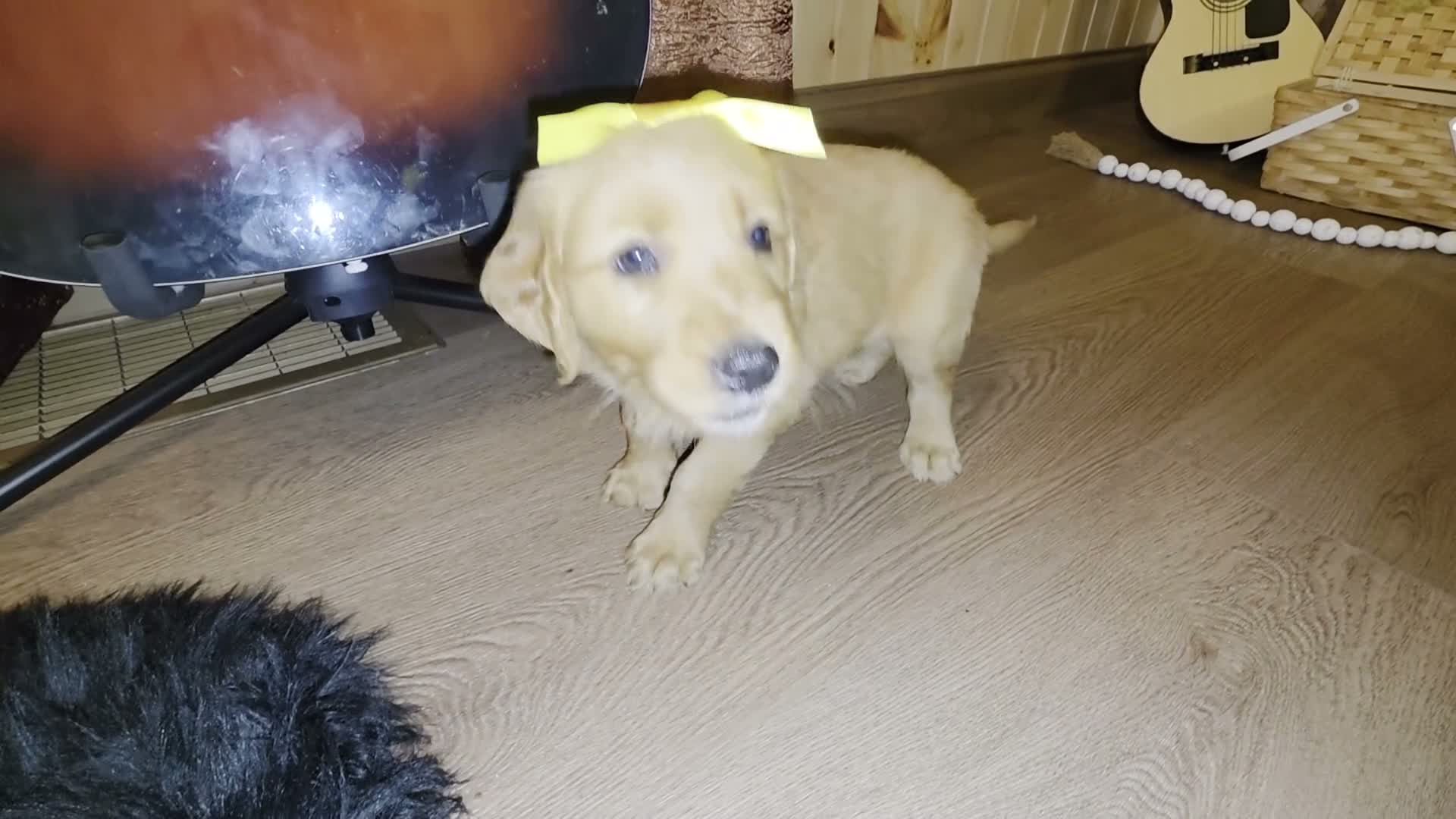 Golden Retriever dogs for sale:  Daisy  - Video 1