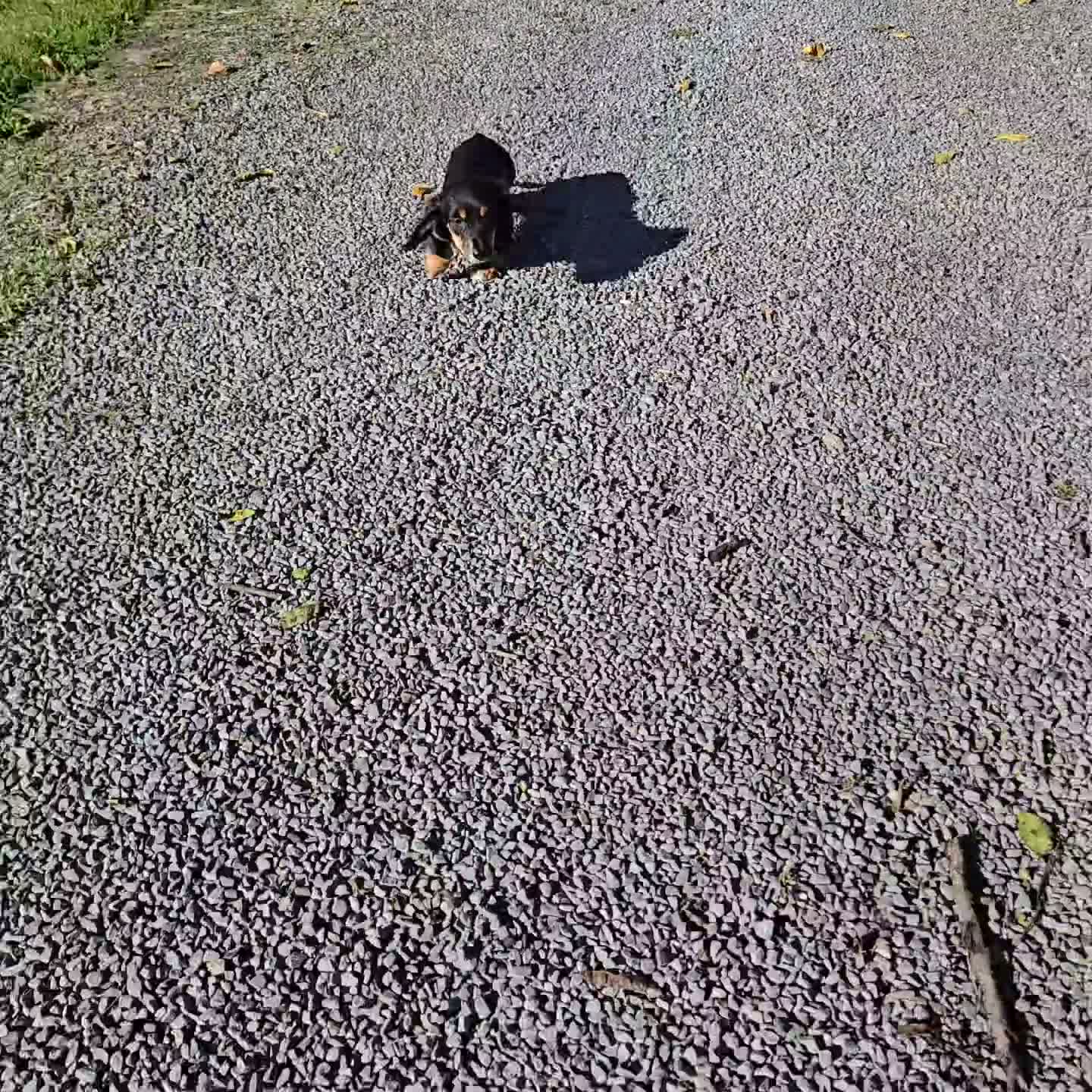Miniature Dachshund dogs for sale: Travis - Video 1