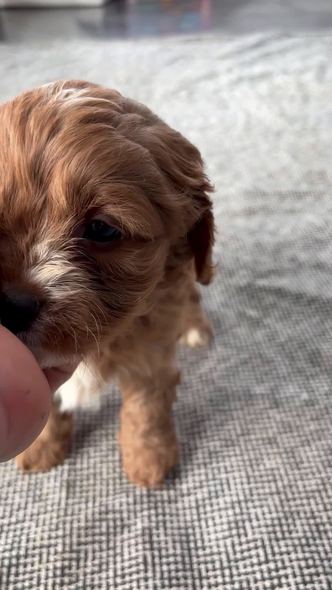 Cavapoo dogs for sale: Sky - Video 1