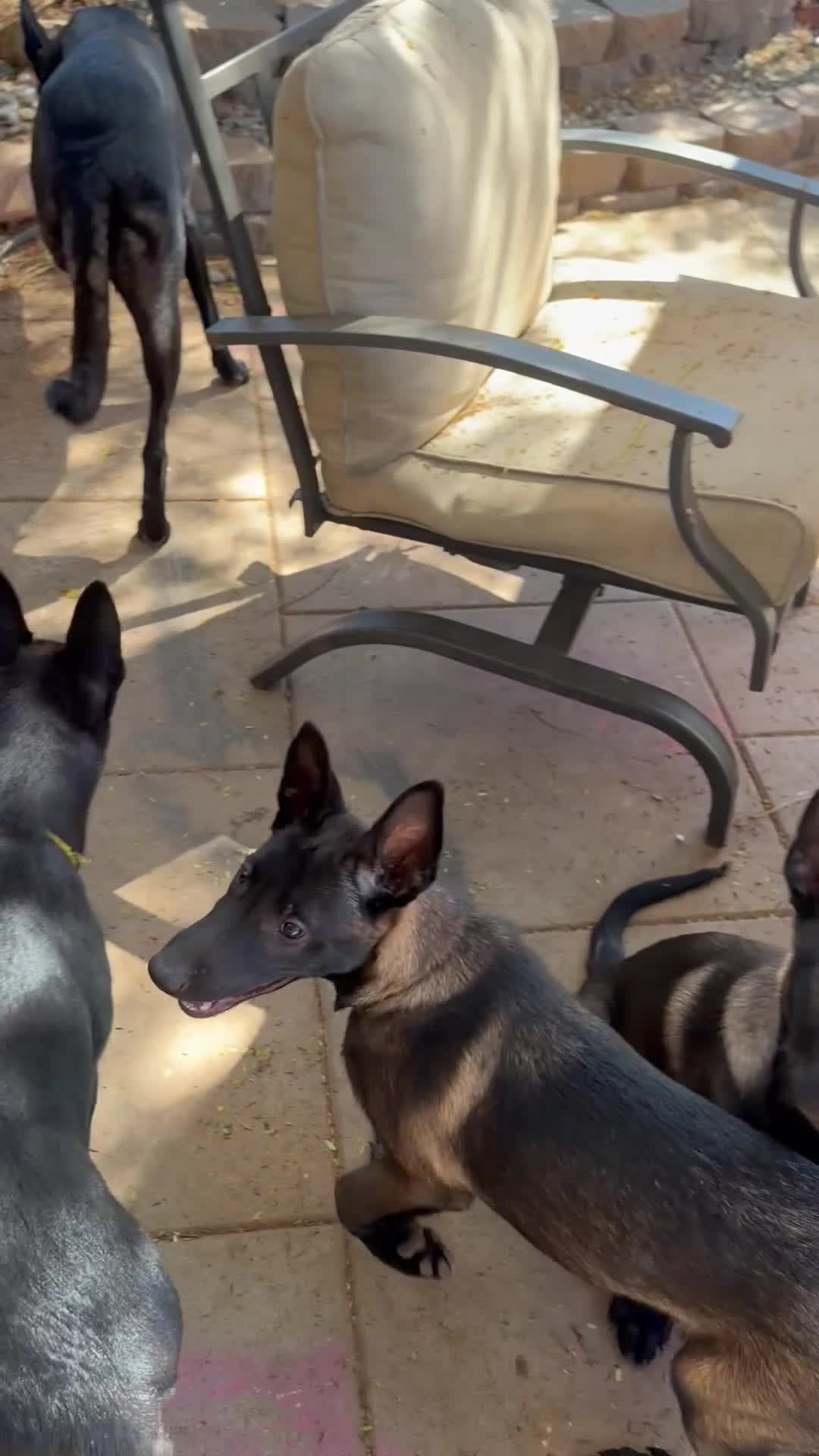 Belgian Malinois dogs for sale: Charlie #4 - Video 1