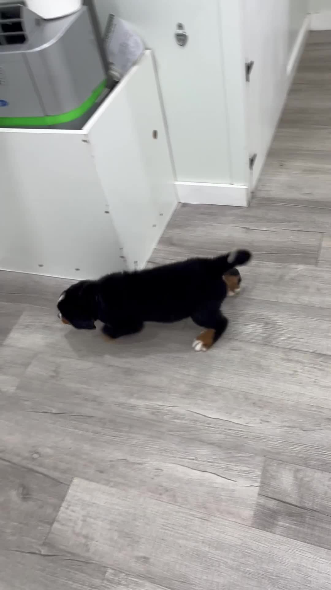 Bernese Mountain Dog dogs for sale: Dolly - Video 1