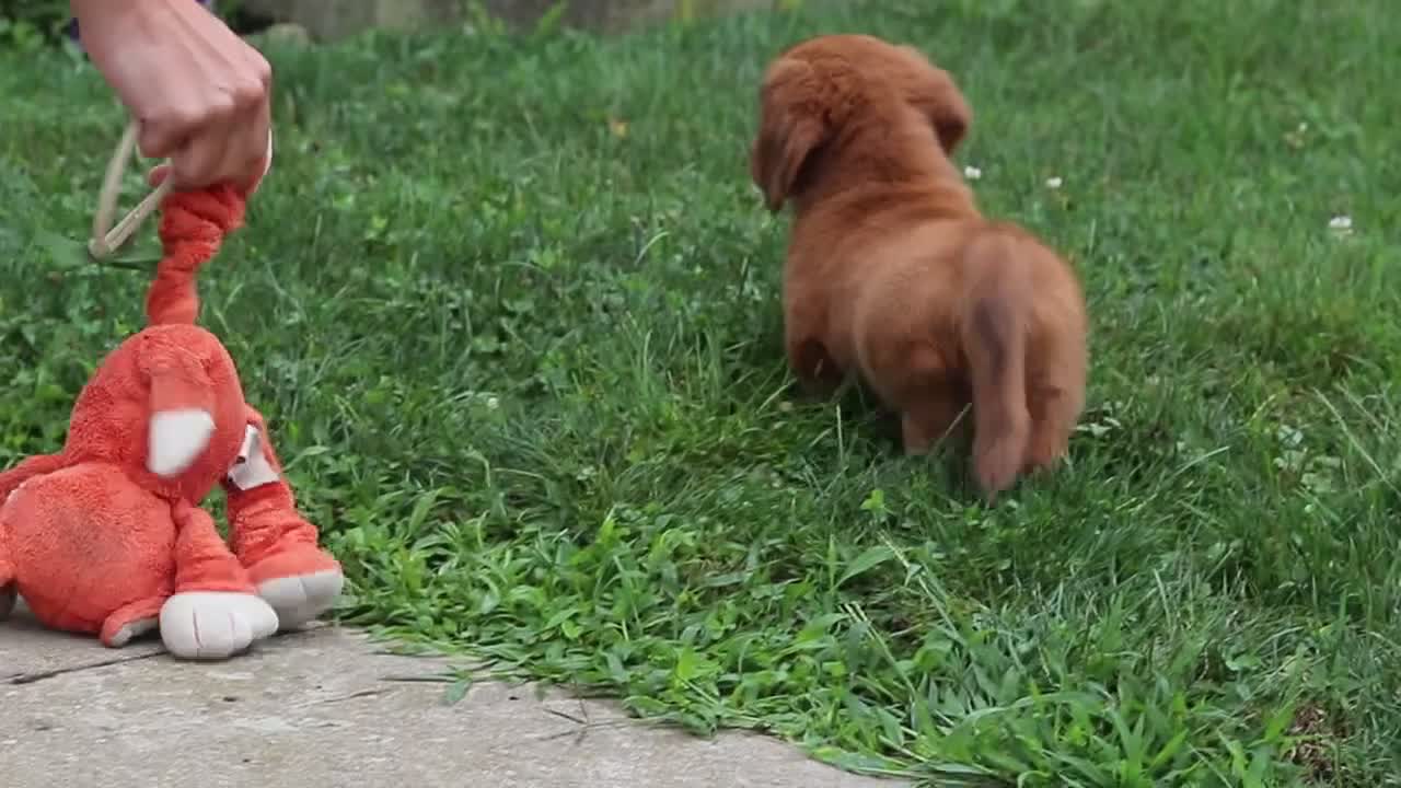 Miniature Dachshund dogs for sale: Grace - Video 1