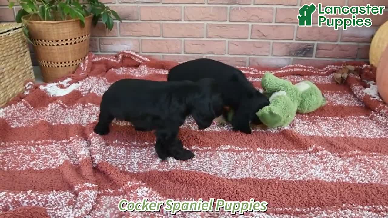 Cocker Spaniel dogs for sale: Lincoln - Video 1