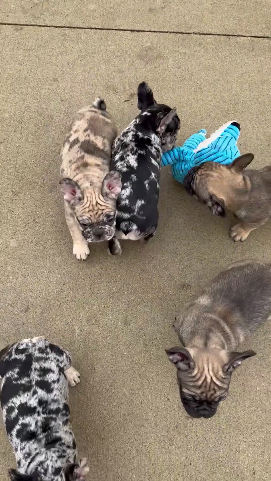 Mixed Breed dogs for sale: Rover - Video 1