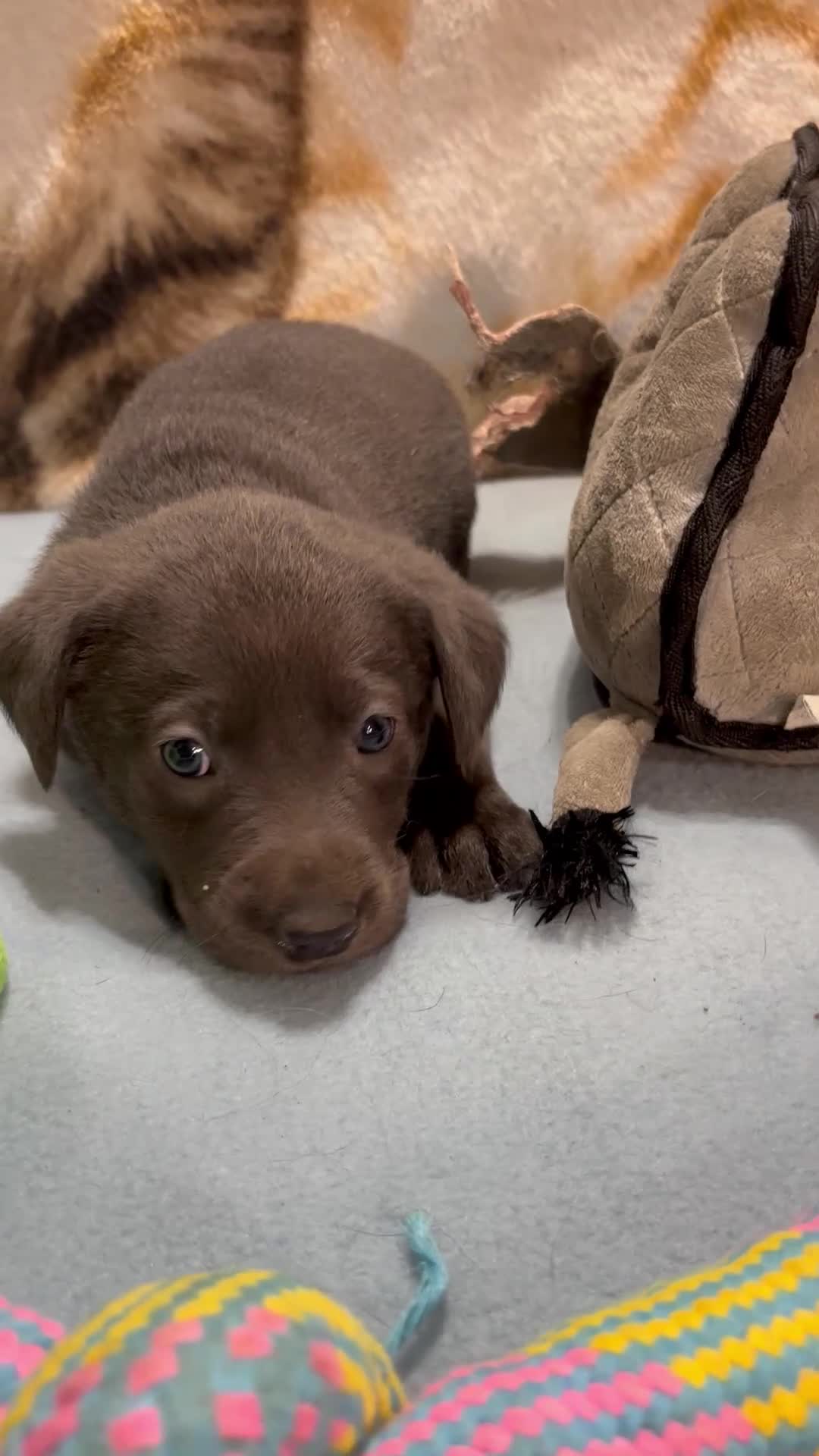 Labrador Retriever dogs for sale: Bella - Video 1