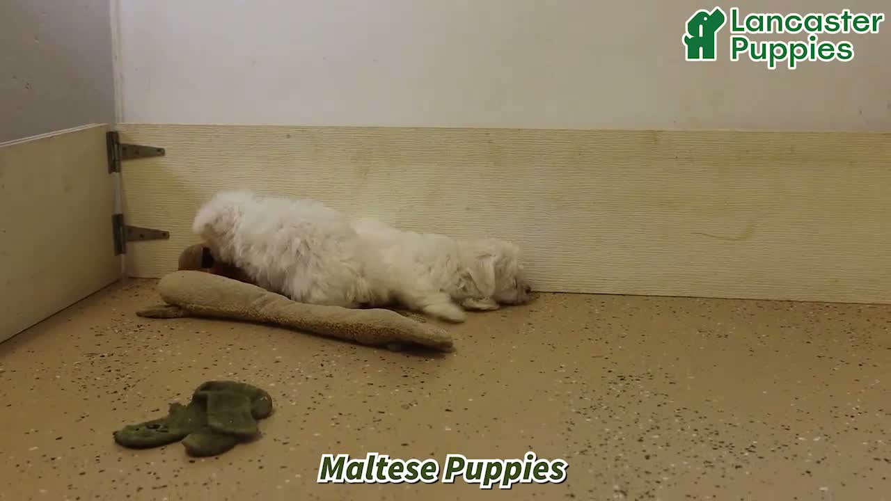 Maltese dogs for sale: Rover - Video 1