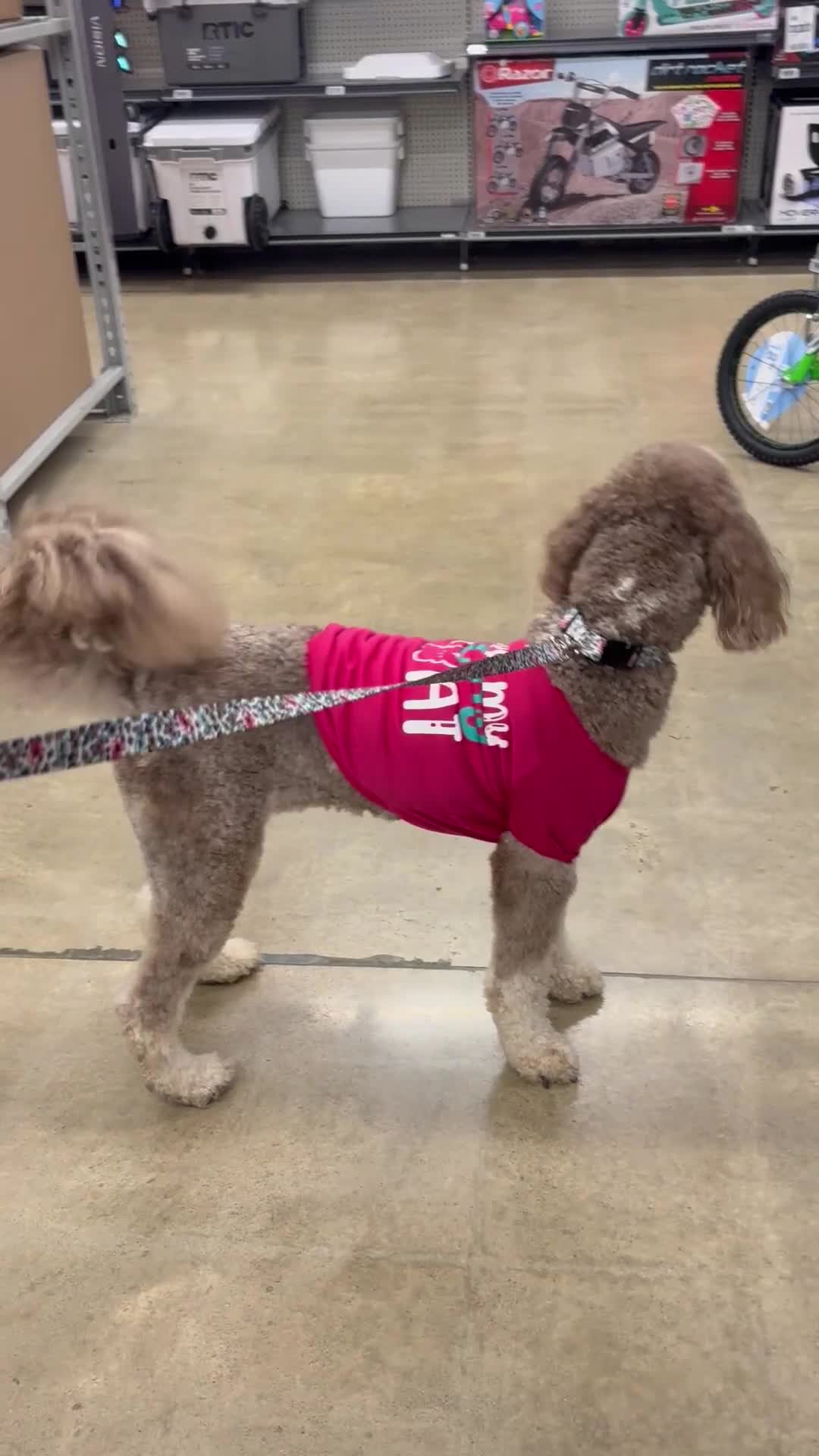Labradoodle dogs for sale: Labradoodle 1 - Video 1
