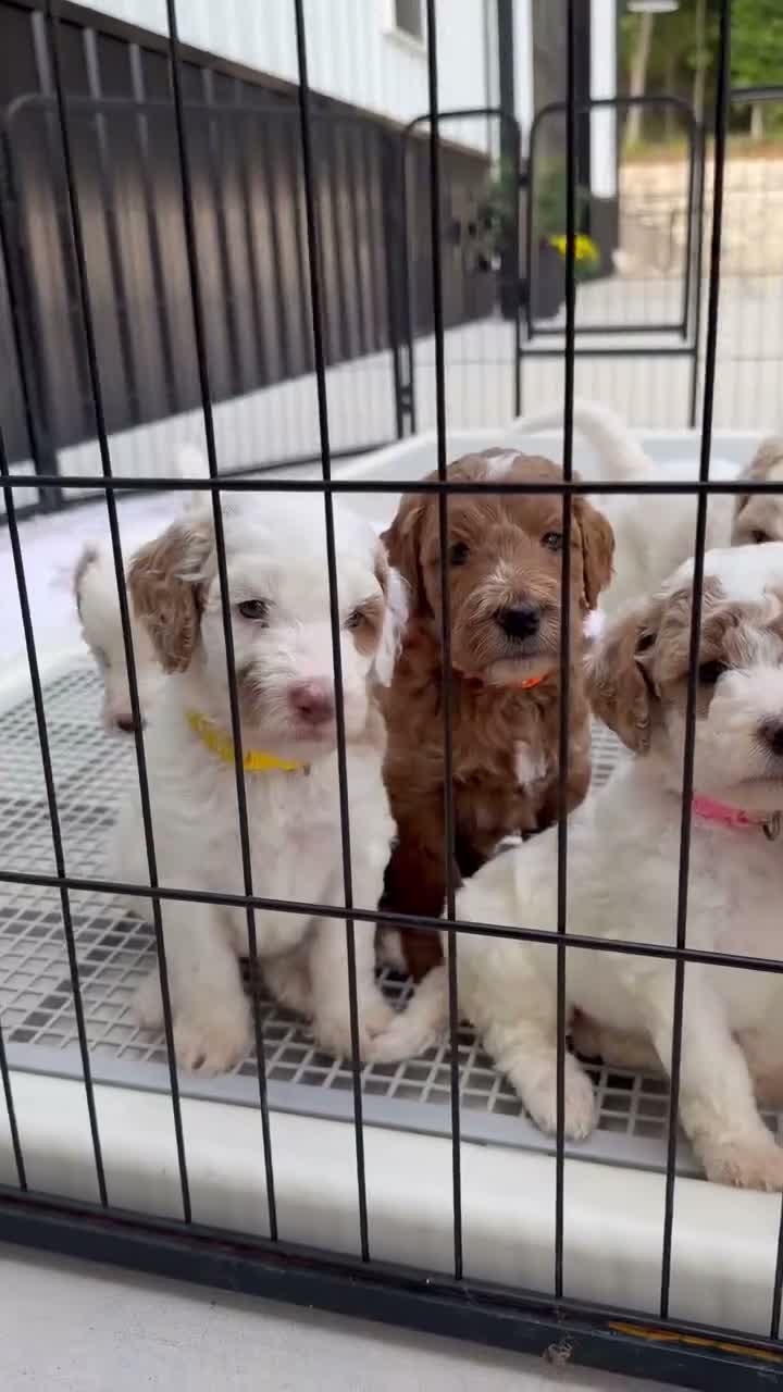 Goldendoodle dogs for sale: Riley  - Video 1