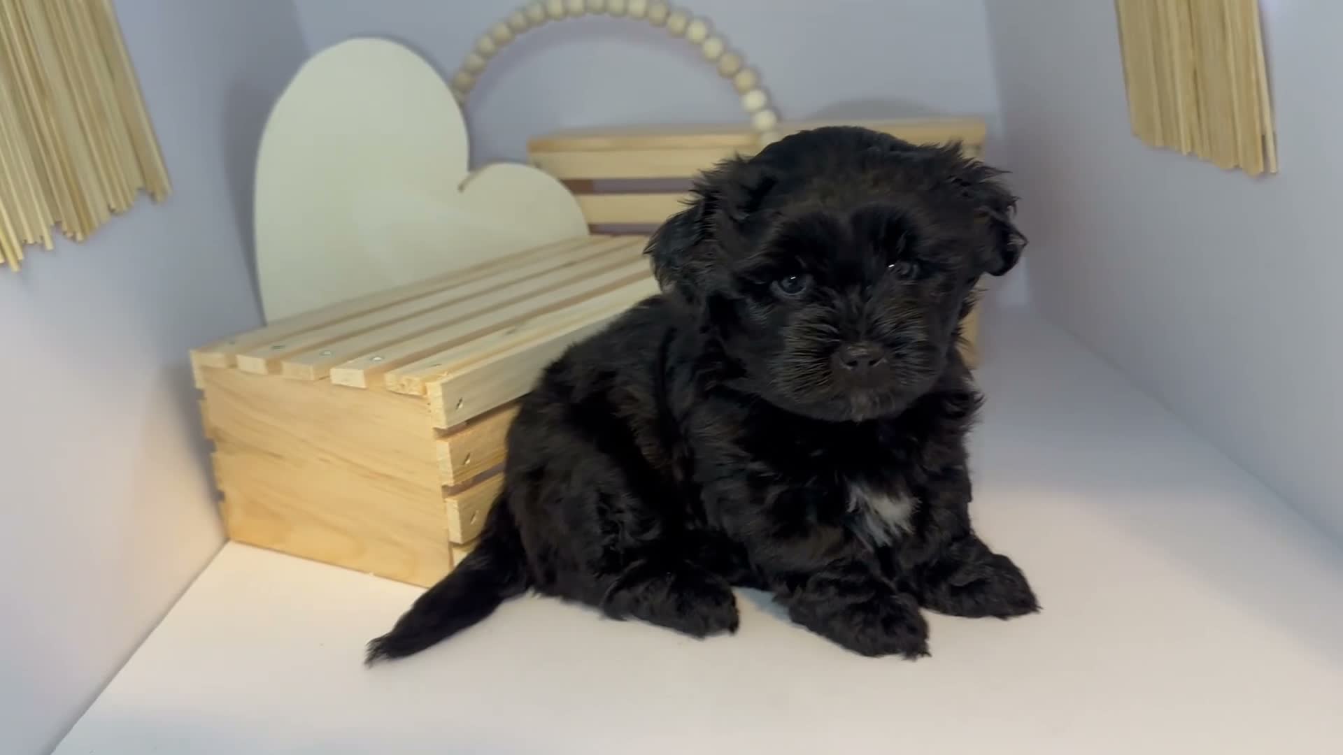 Mixed Breed dogs for sale: Duke - Video 2