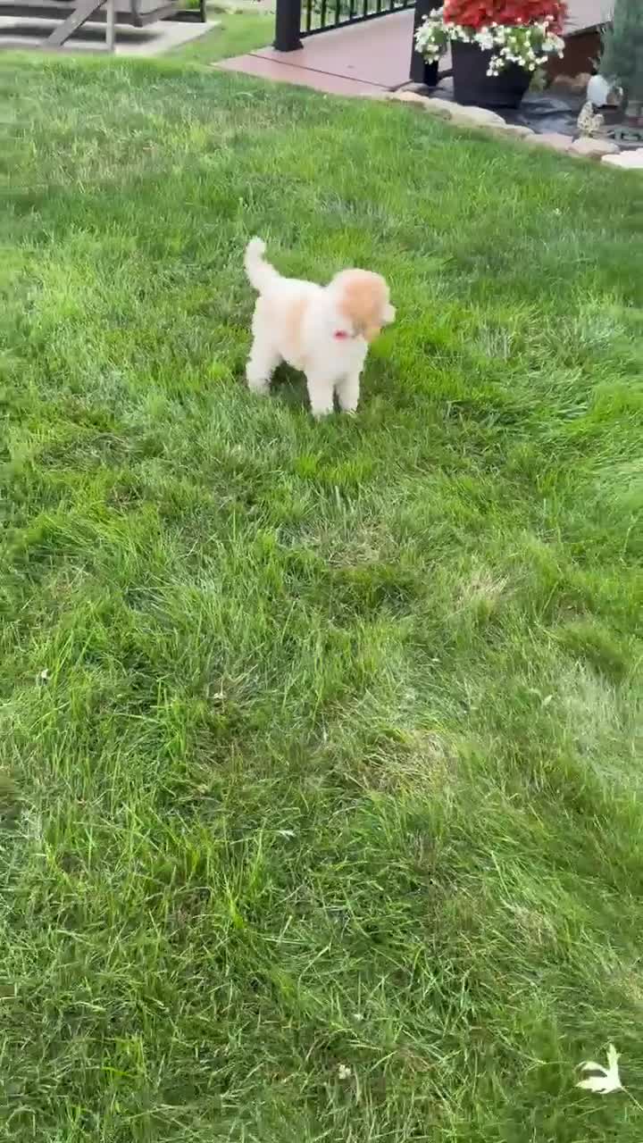 Standard Poodle dogs for sale: Lucy - Video 1