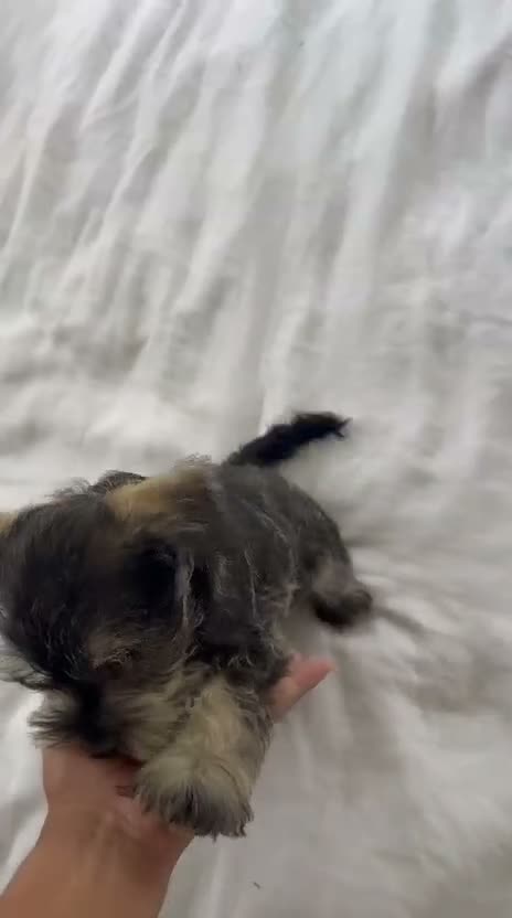Miniature Schnauzer dogs for sale: Miniature Schnauzer 2 - Video 1