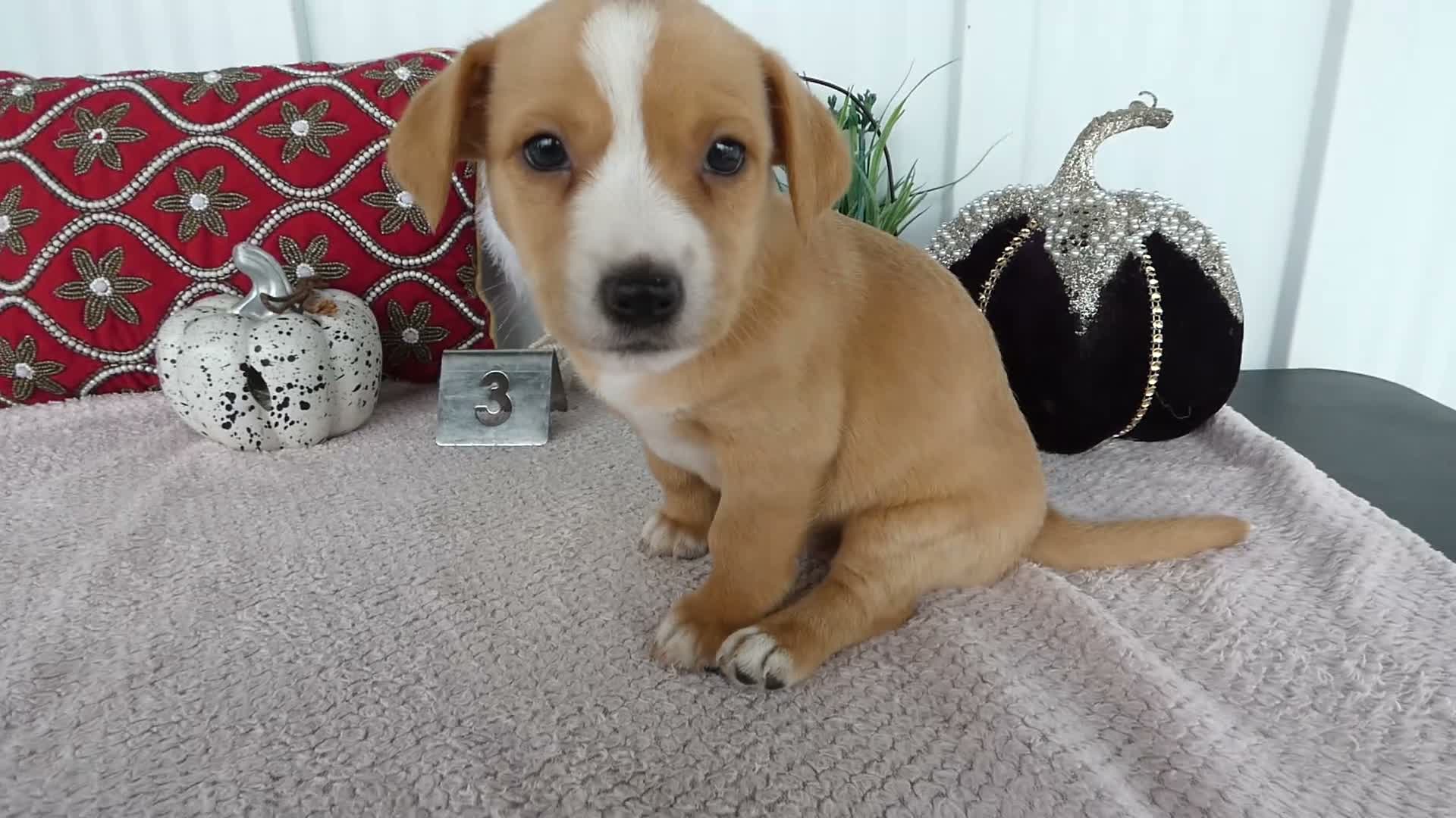 Chorkie dogs for sale: Chorkie 3 Apena - Video 1
