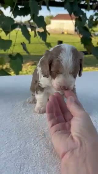 Aussiedoodle dogs for sale: Toffee Miniature Aussiedoodle  - Video 1