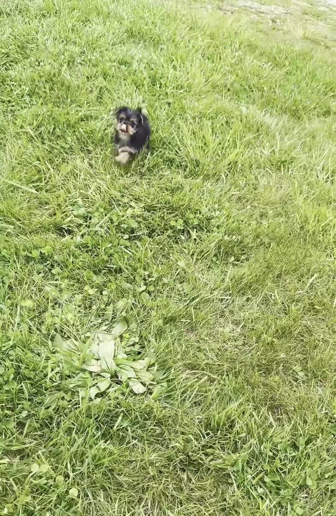 Yorkshire Terrier dogs for sale: Sparky - Video 1