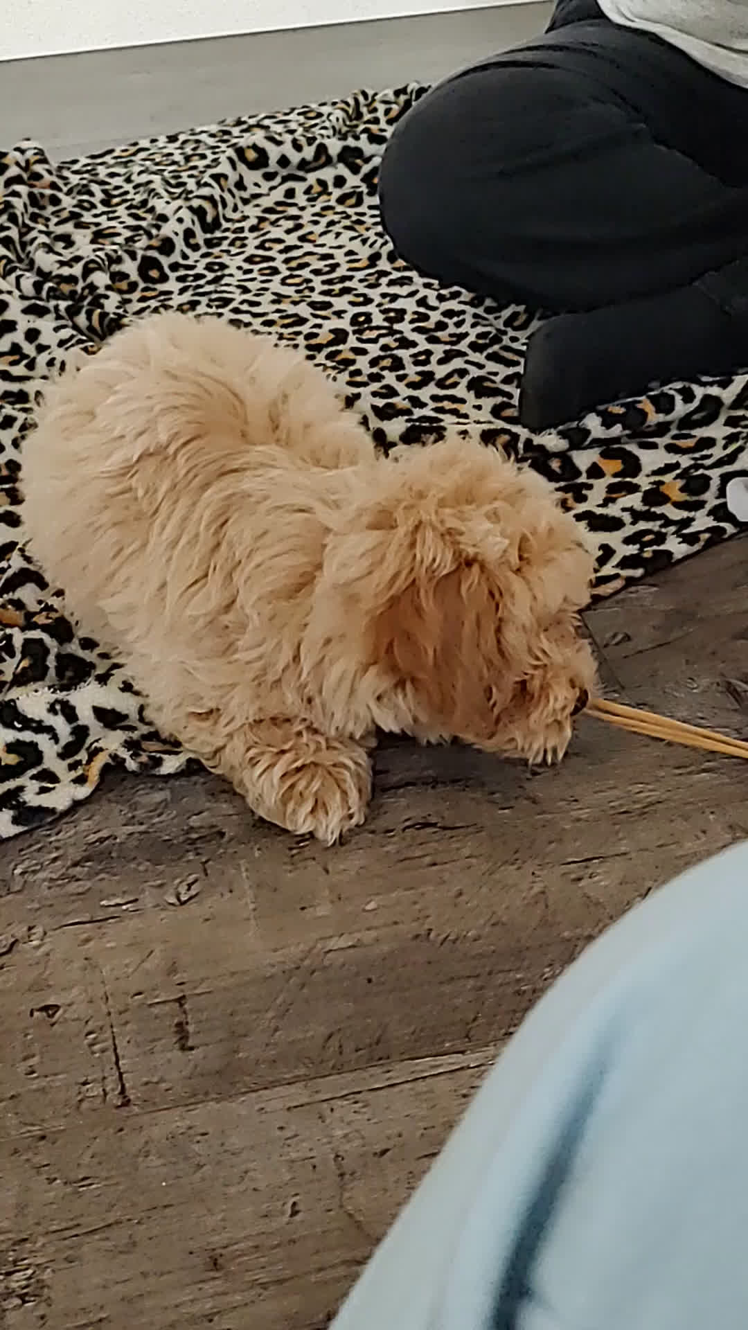 Maltipoo dogs for sale: Raya - Video 2