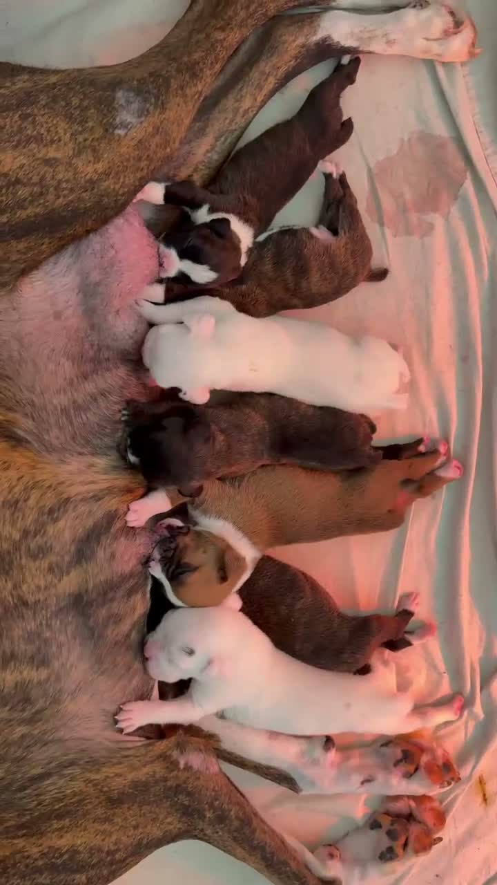 Boxer dogs for sale: Boxer 7 - Video 1
