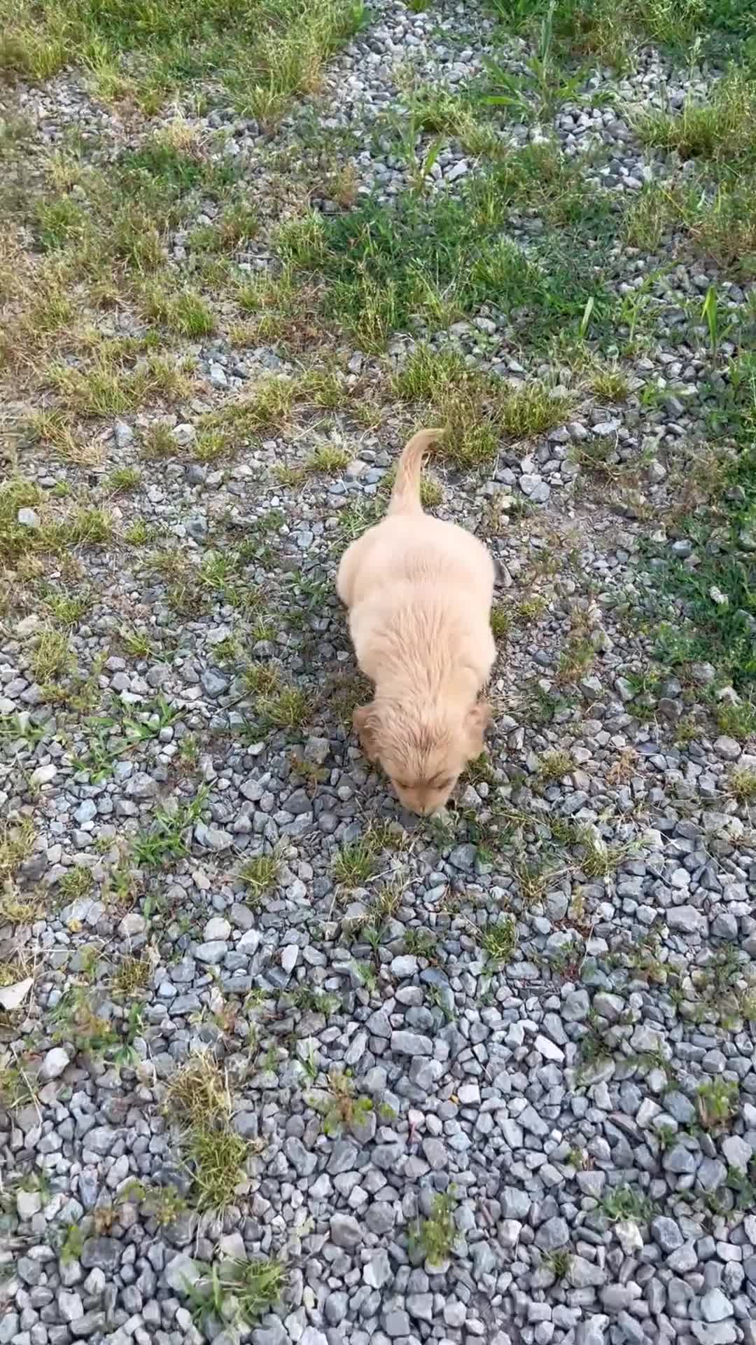 Golden Retriever dogs for sale: Female Golden Retriever 2 - Video 1