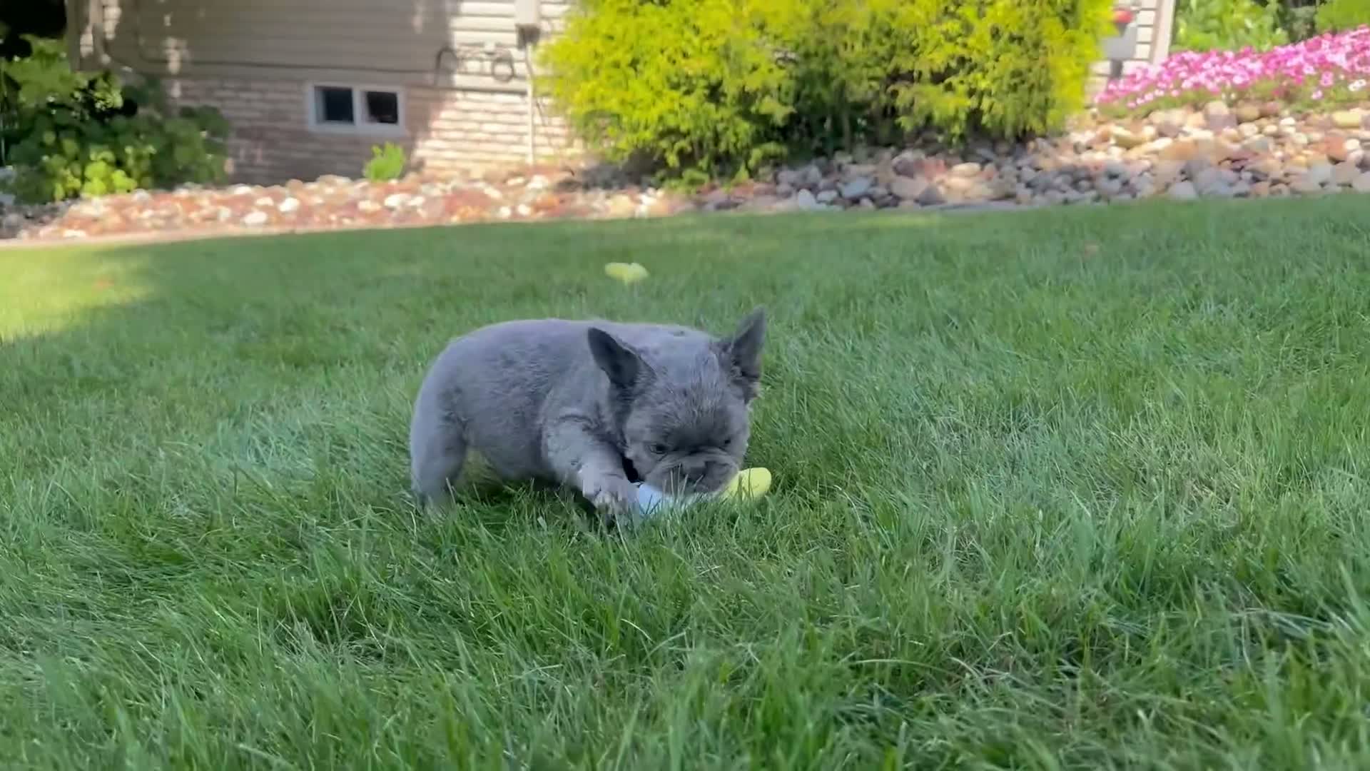 French Bulldog dogs for sale: Banjo Video ad - Video 1