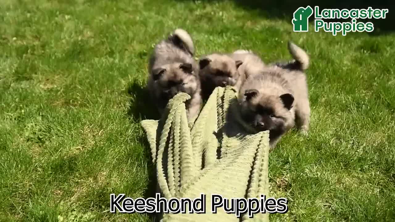 Keeshond dogs for sale: Sailor - Video 1