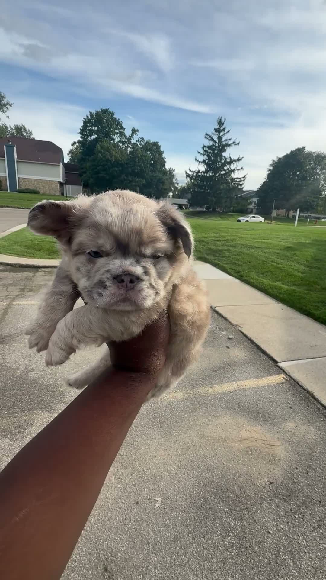 French Bulldog dogs for sale: Milky Way  - Video 1