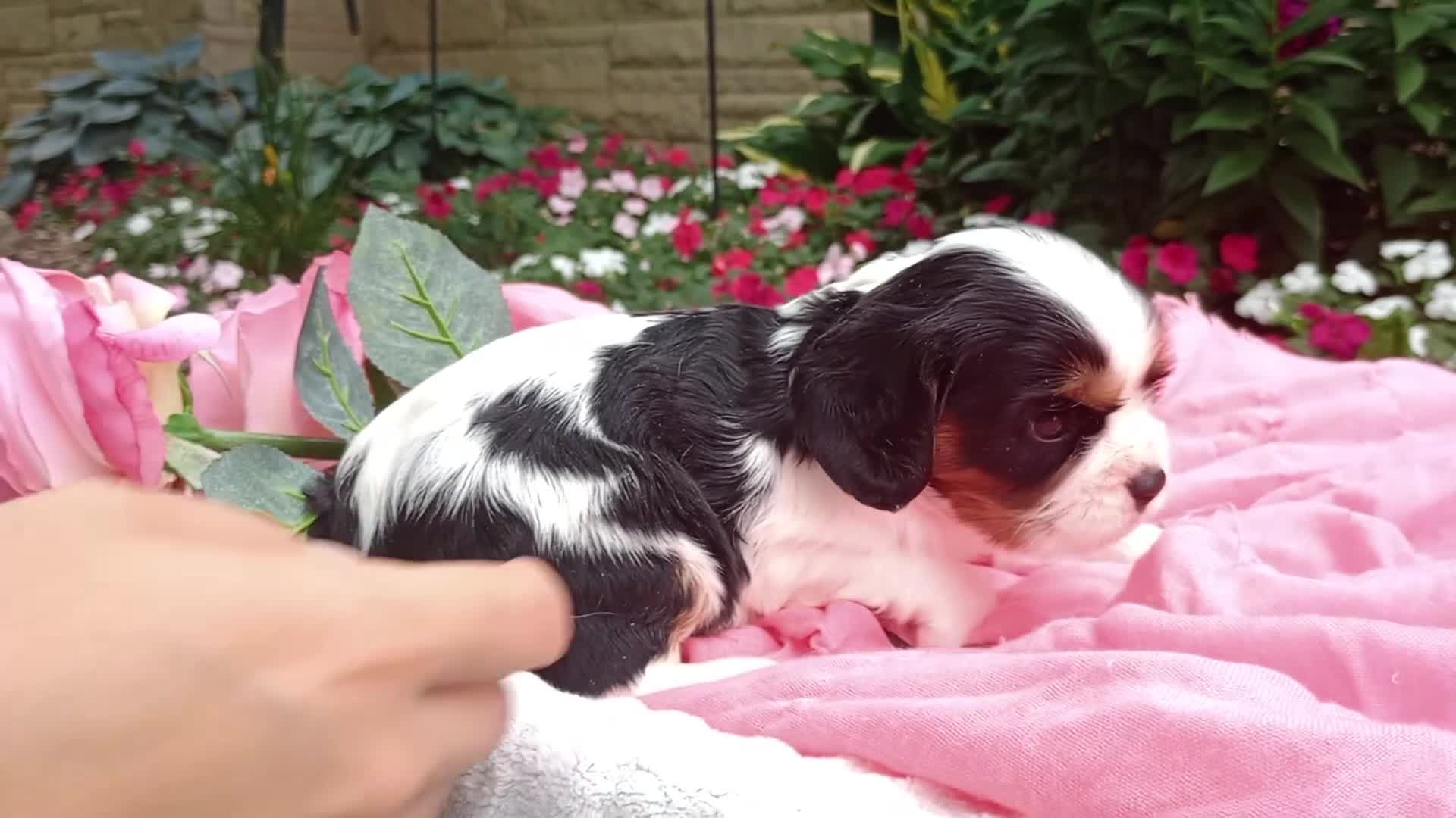 Cavalier King Charles Spaniel dogs for sale: Tiara - Video 1