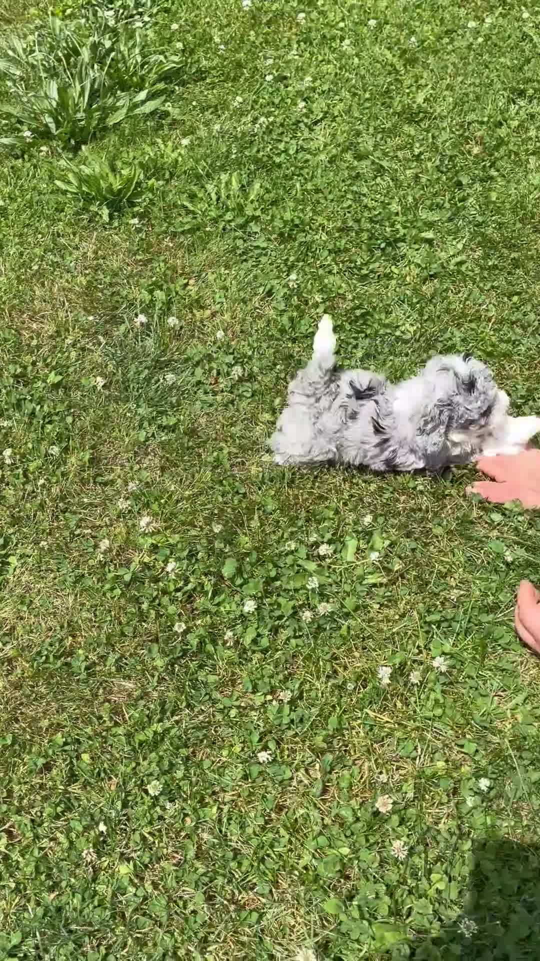 Mini Bernedoodle dogs for sale: Mini Bernedoodle Nicole - Video 1