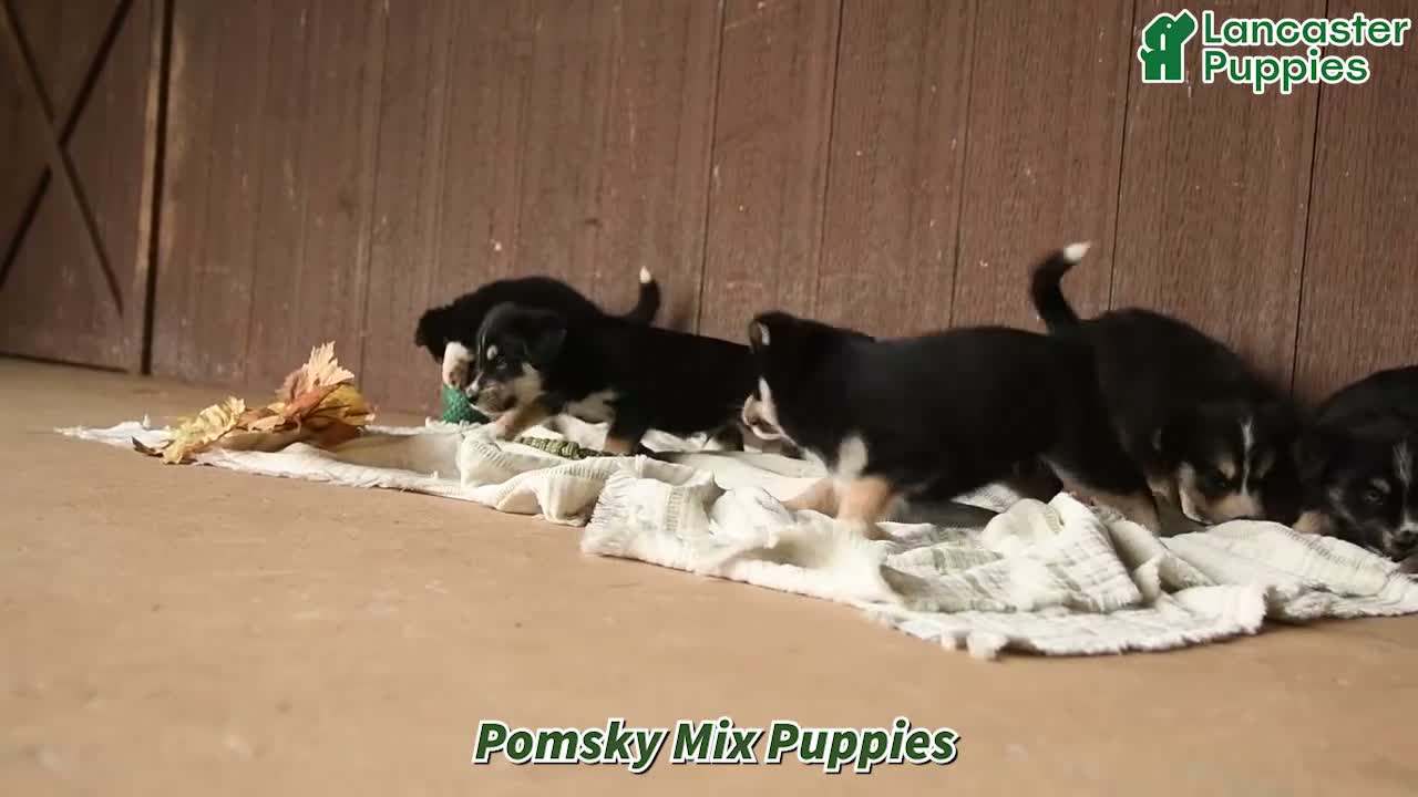 Mixed Breed dogs for sale: Kiwi - Video 1