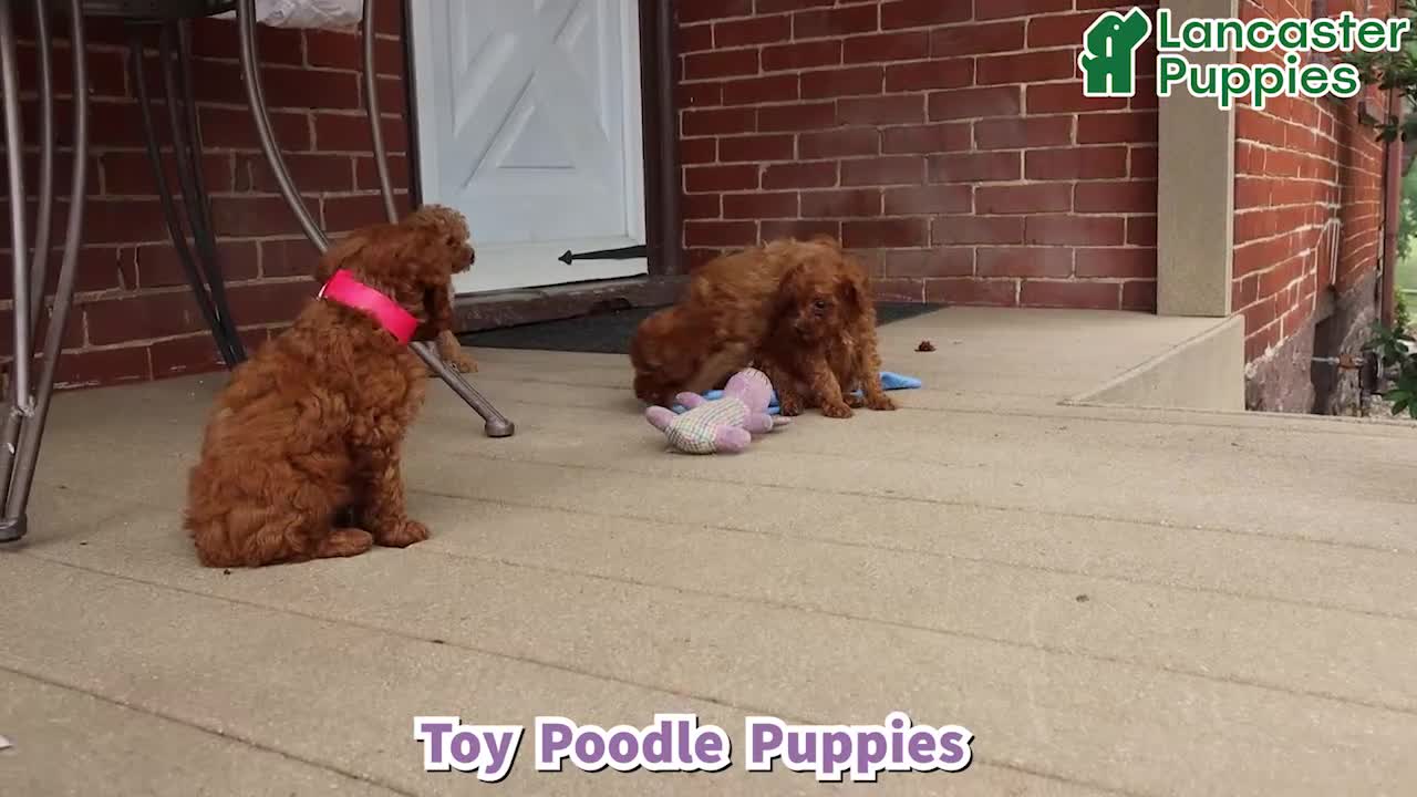 Toy Poodle dogs for sale: Tessa   - Video 1