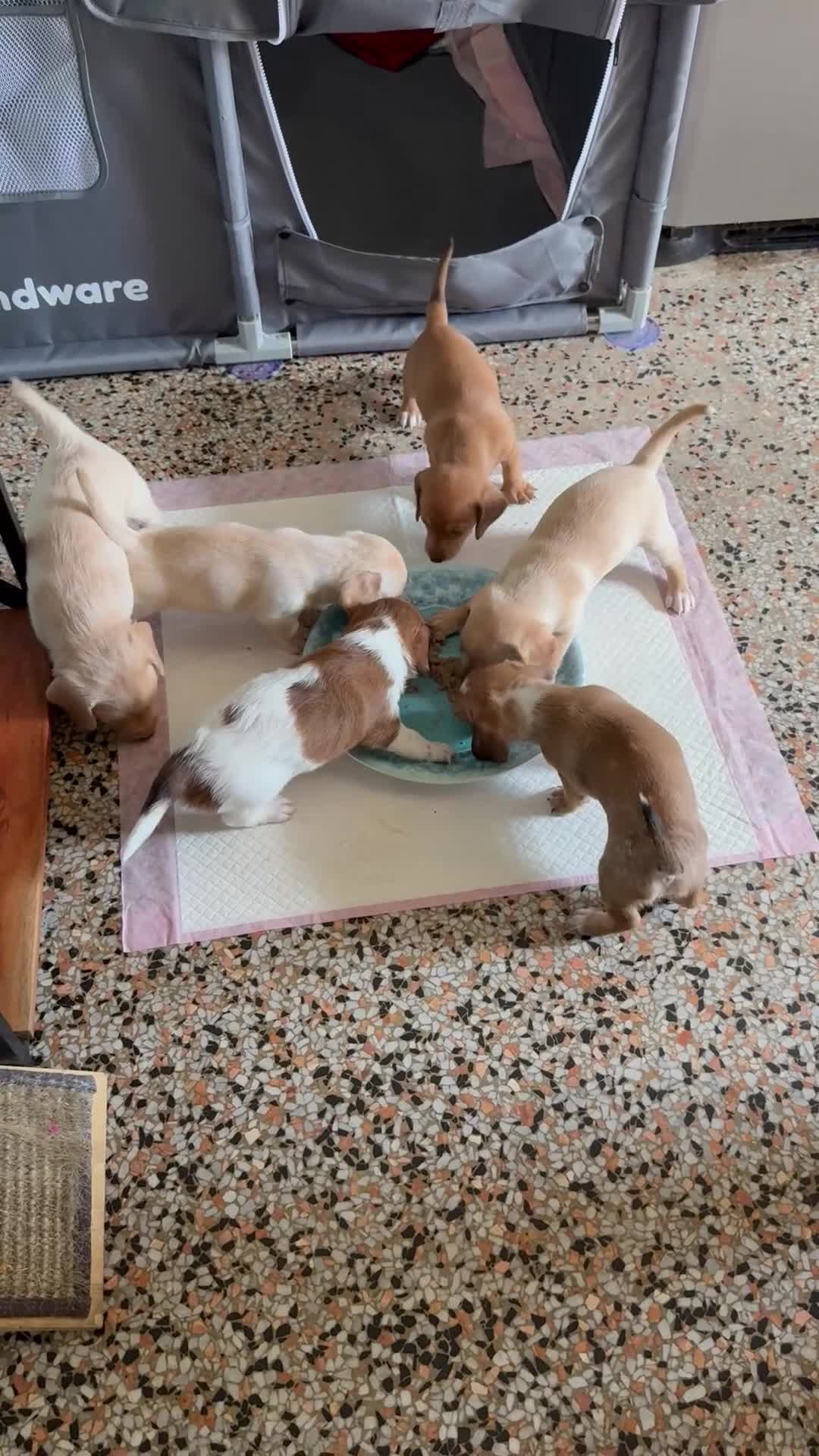 Mixed Breed dogs for sale: Hershey - Video 1