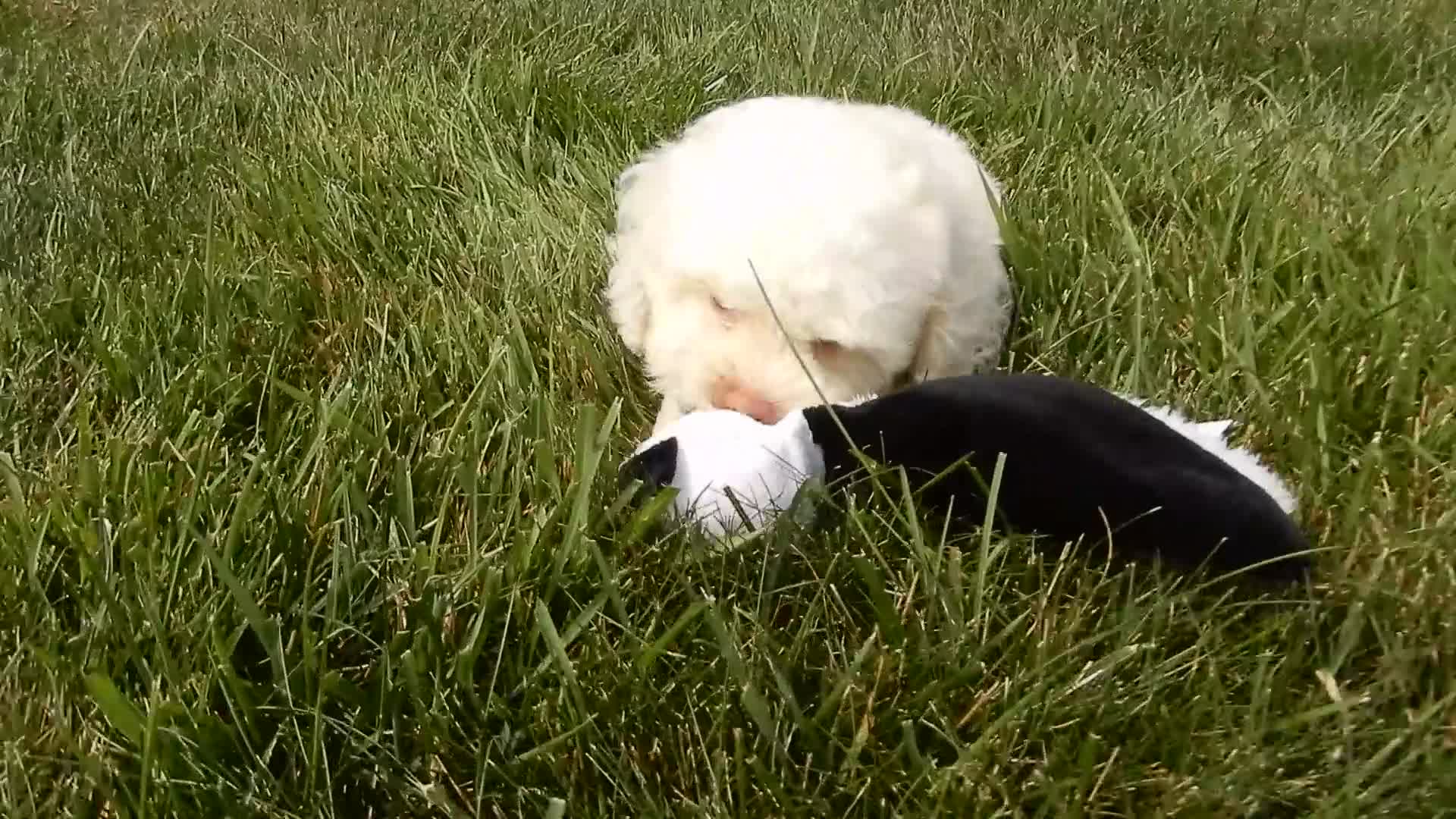 Cockapoo dogs for sale: Angel - Video 1