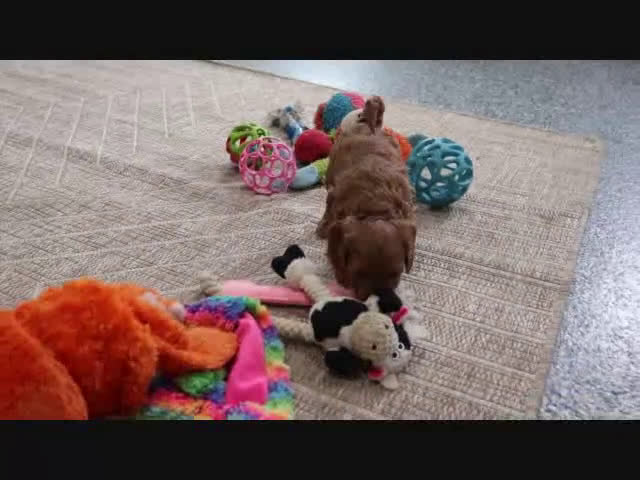 Mini Goldendoodle dogs for sale: Adora - Video 1