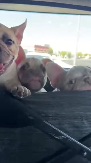 French Bulldog dogs for sale: Red - Video 2