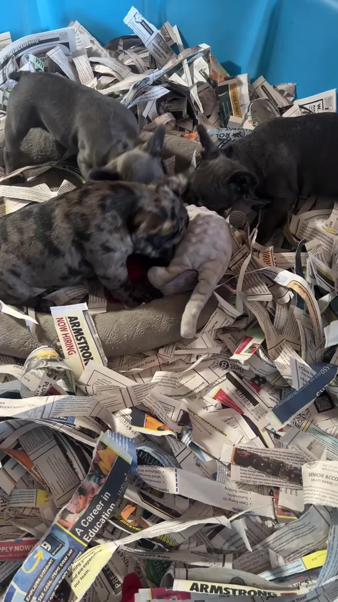 French Bulldog dogs for sale: French Bulldog Macho - Video 4