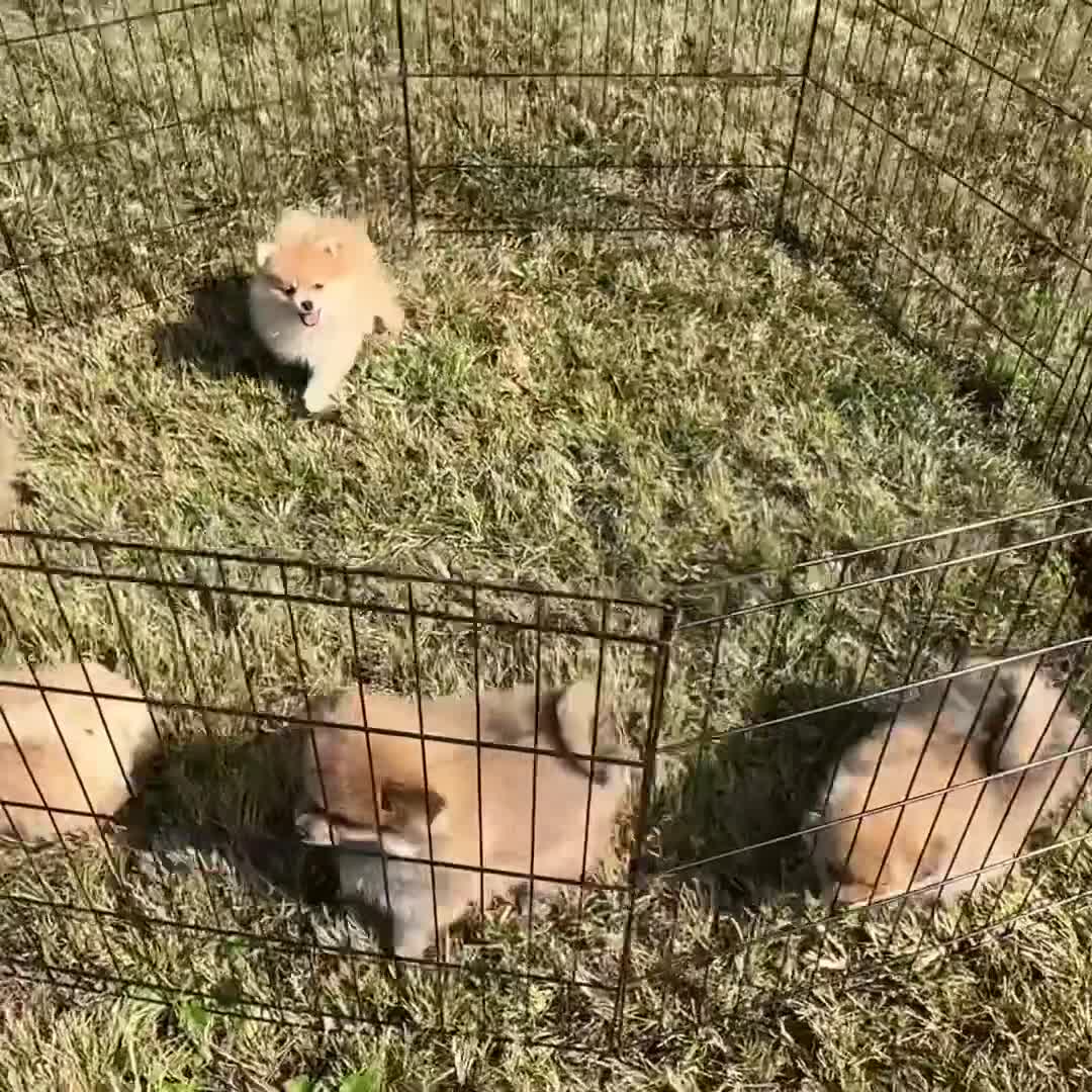 Pomeranian dogs for sale: Boy Bandit - Video 2