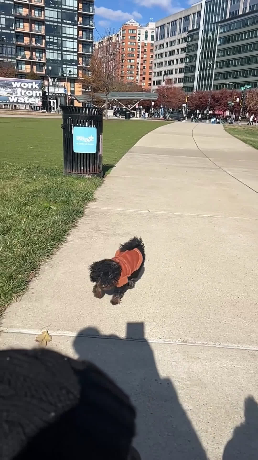 Toy Poodle dogs for sale: Toy Poodle Puppy 1 - Video 1