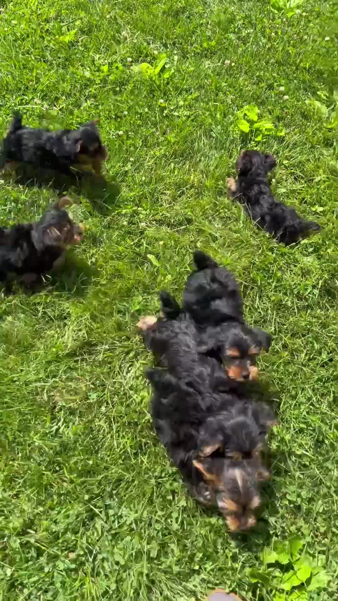 Yorkshire Terrier dogs for sale: Louie - Video 2
