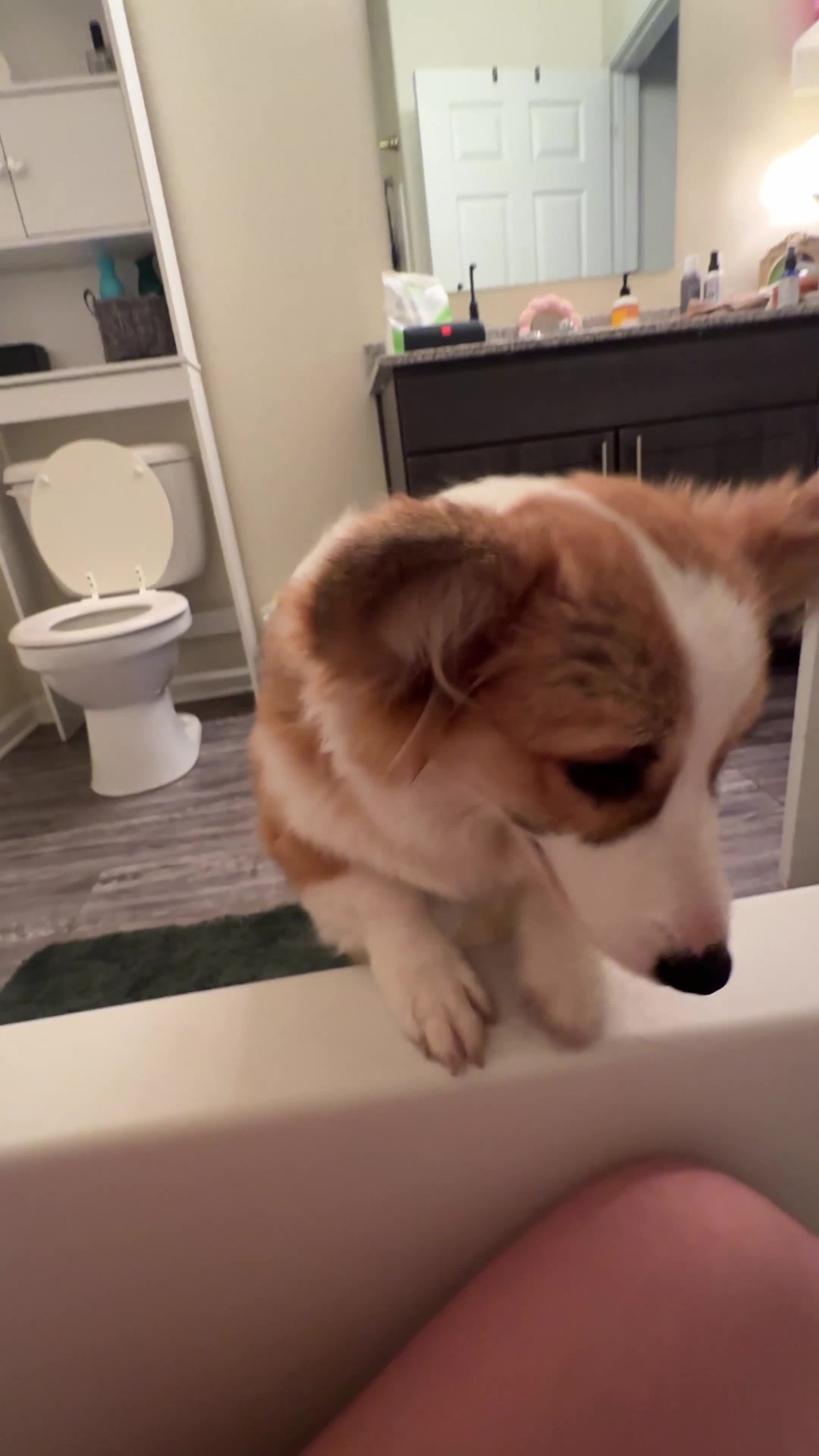 Welsh Corgi Pembroke dogs for sale: Welsh Corgi Pembroke Puppy 1 - Video 6