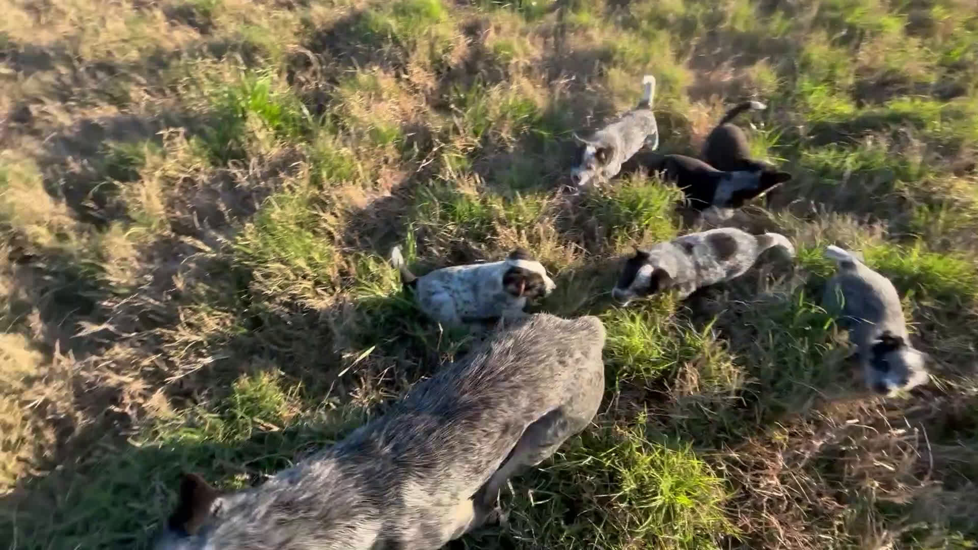 Mixed Breed dogs for sale: Mixed Breed Puppy 5 - Video 1