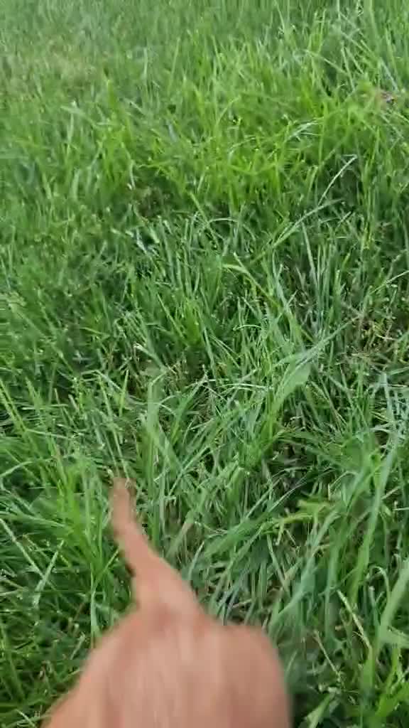 Cavalier King Charles Spaniel dogs for sale: Bronco - Video 1