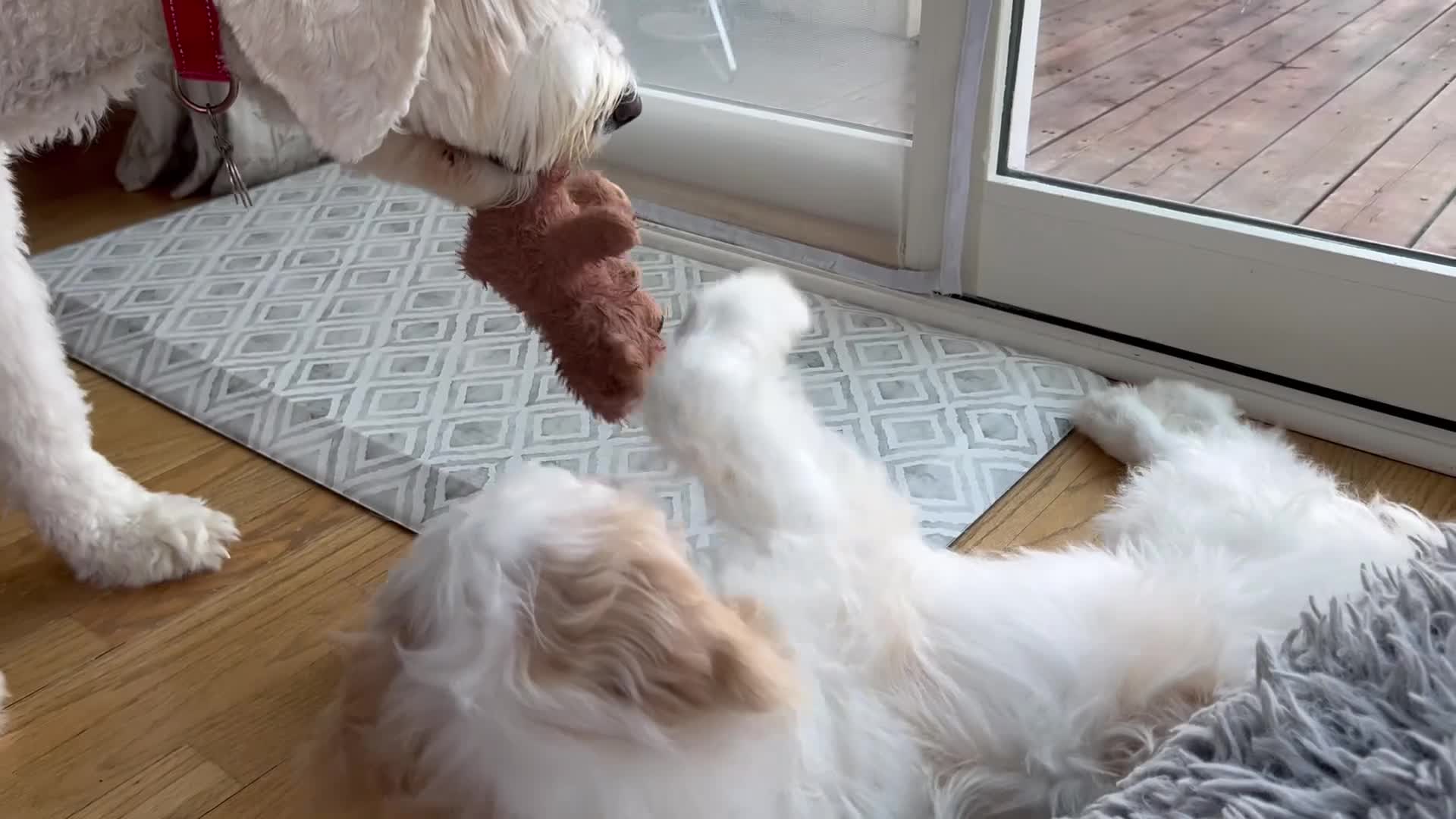 Goldendoodle dogs for sale: Angel Maple🪽🍁 - Video 1