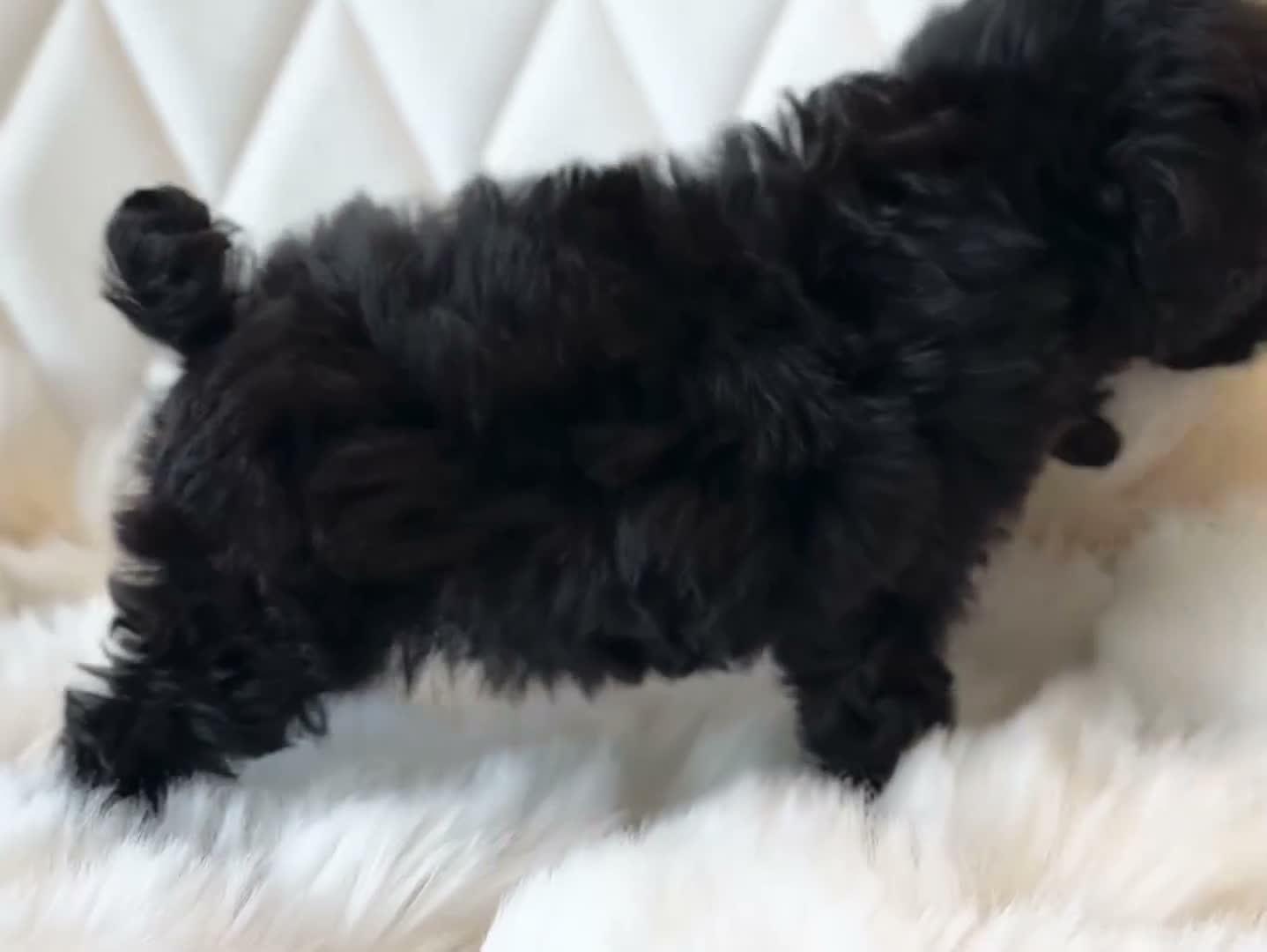 Toy Poodle dogs for sale: Chiquita - Video 1