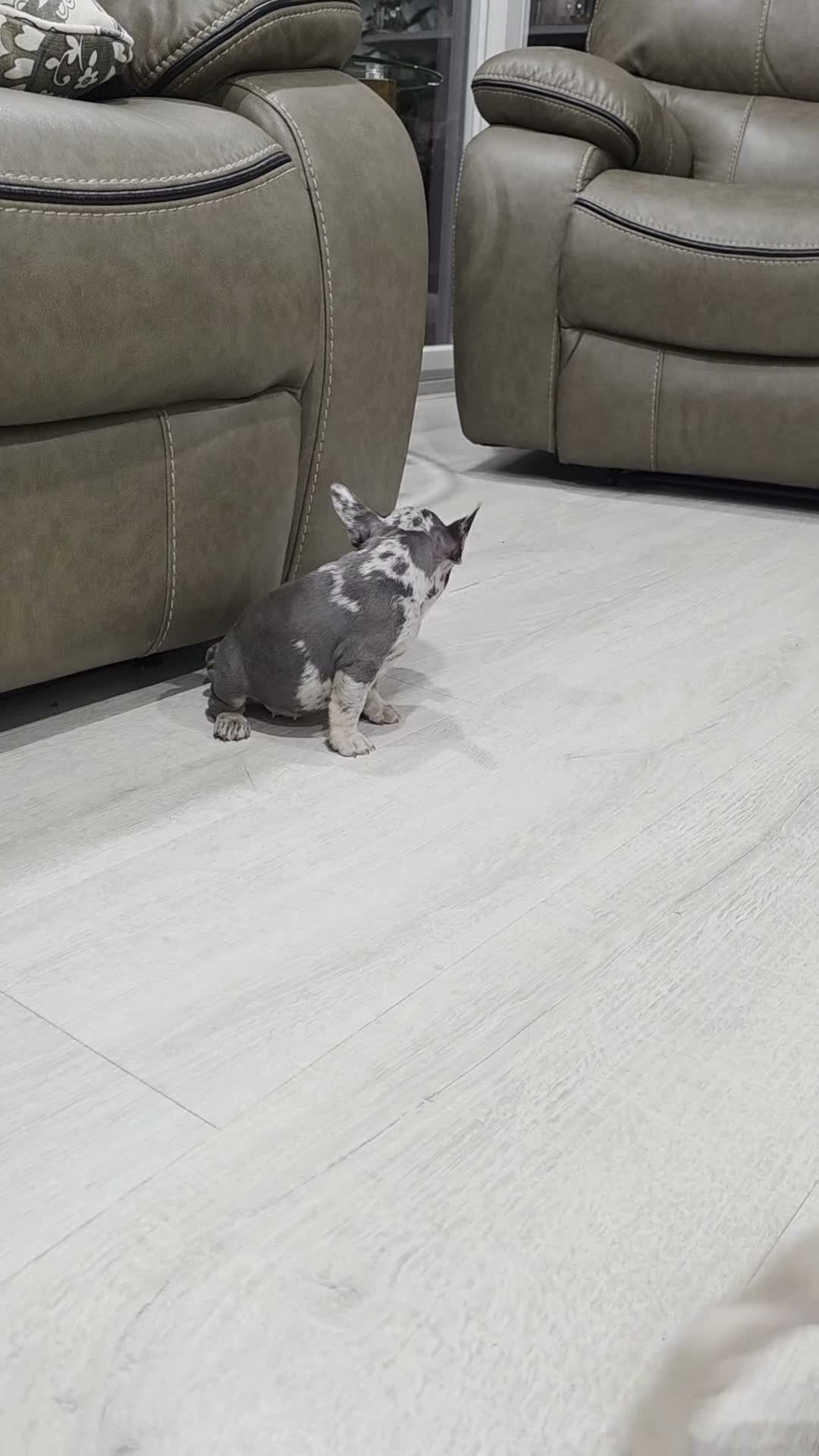French Bulldog dogs for sale: Sarah - Video 1