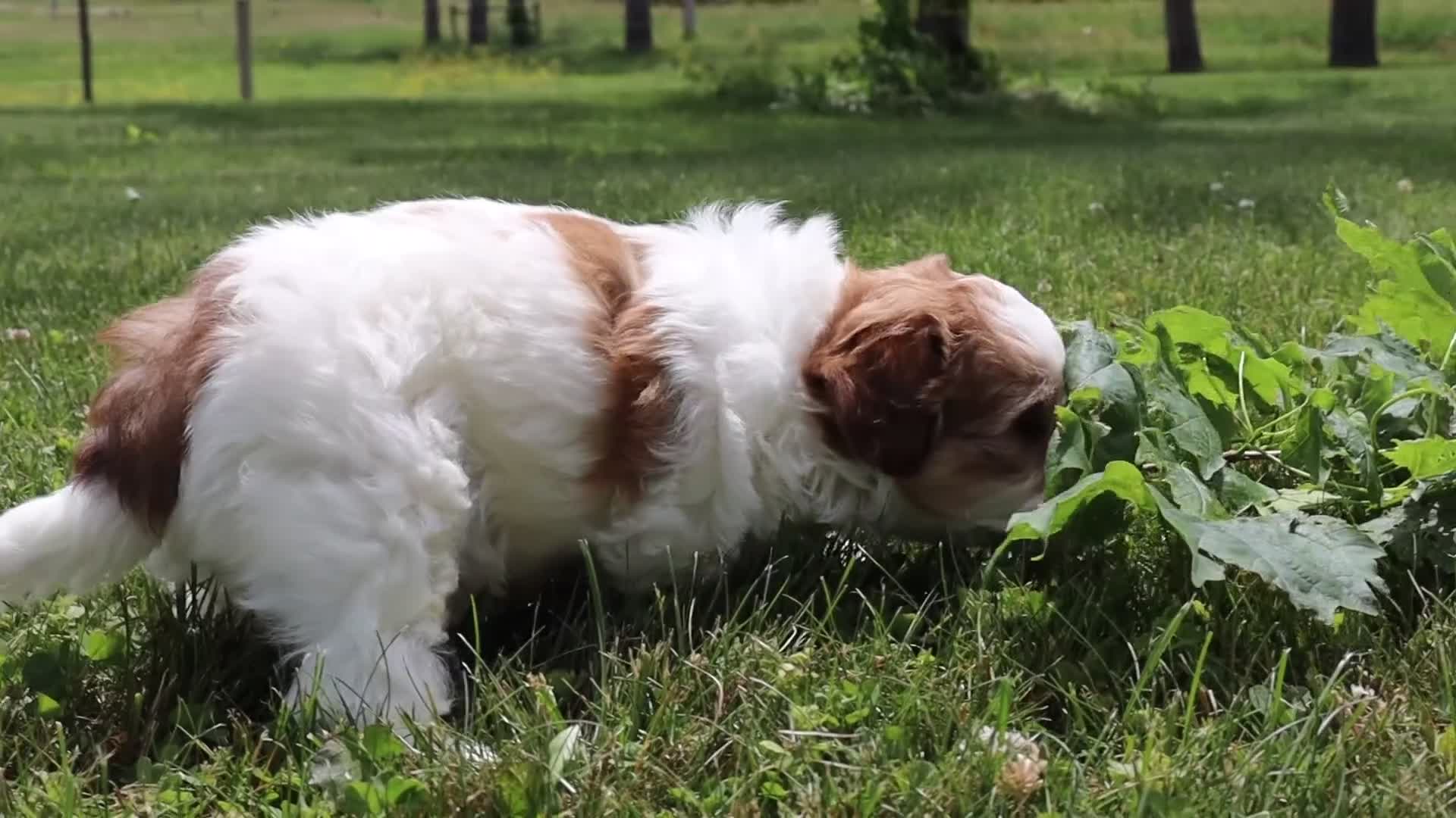 Shihpoo dogs for sale: Lark - Video 1