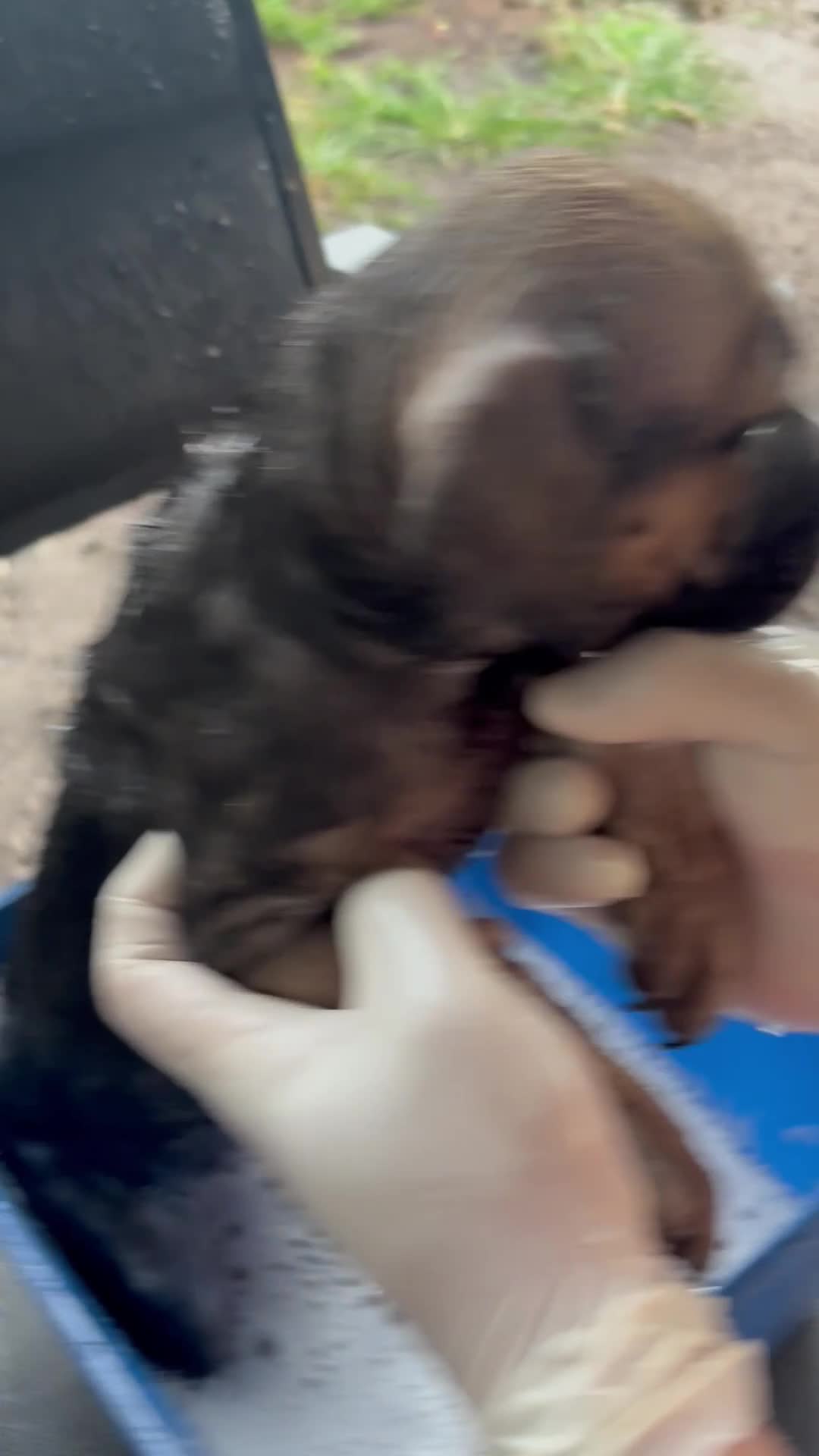 Cane Corso dogs for sale: Cane Corso Puppy 4 - Video 1