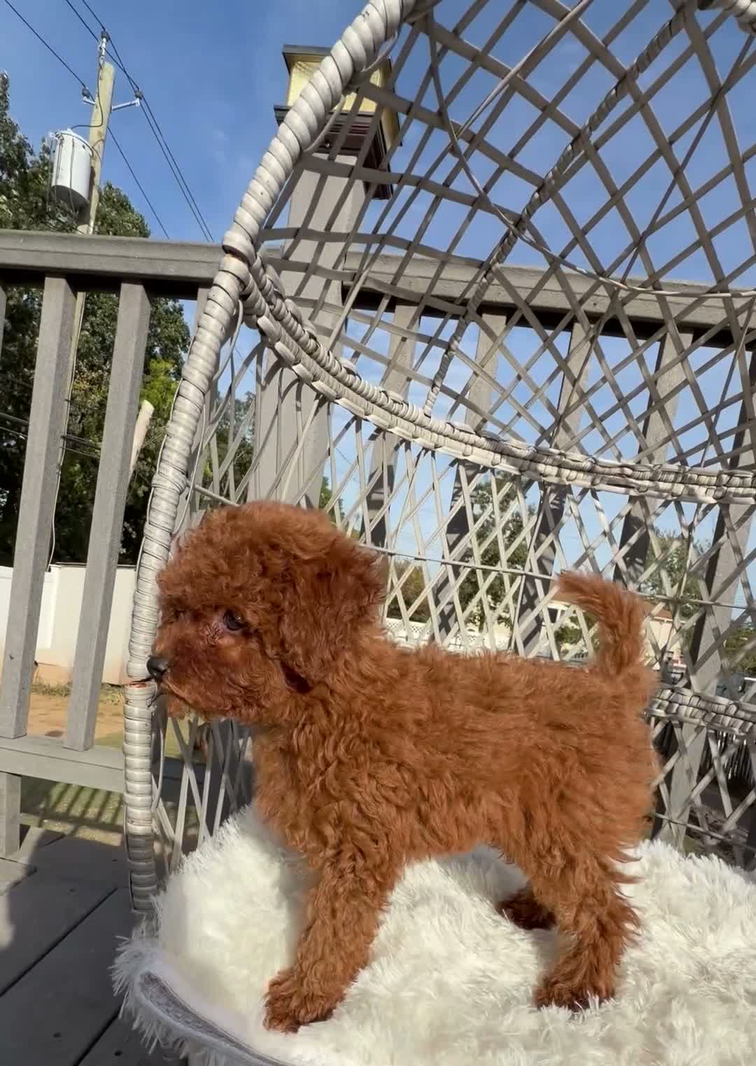 Toy Poodle dogs for sale: Toy Poodle Chinese bloodline  - Video 1