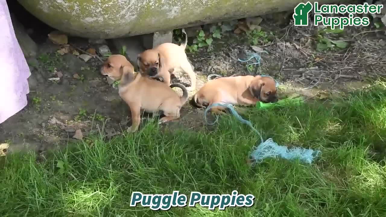 Puggle dogs for sale: Sunnie - Video 1
