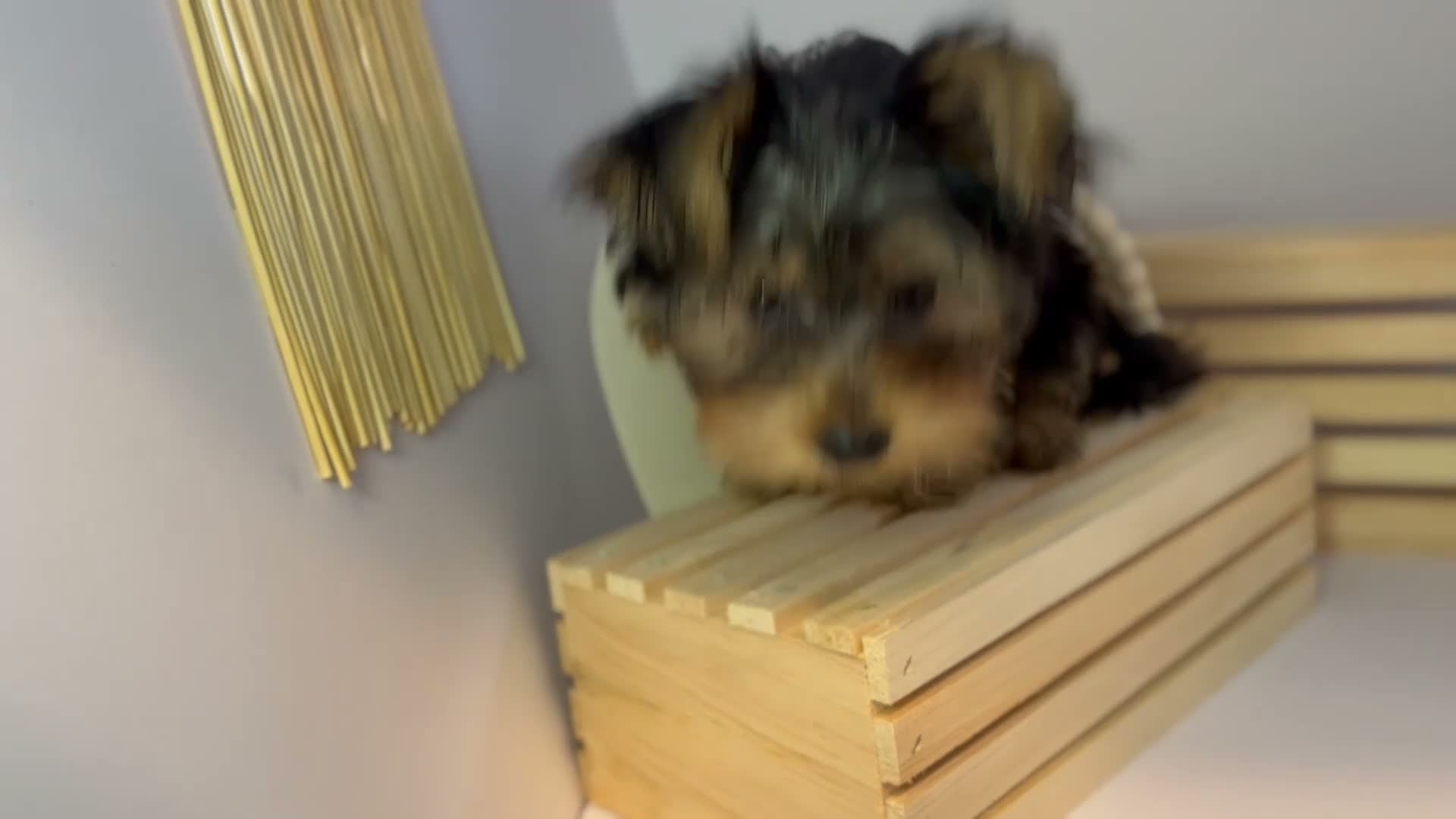 Yorkshire Terrier dogs for sale: Darling  - Video 1